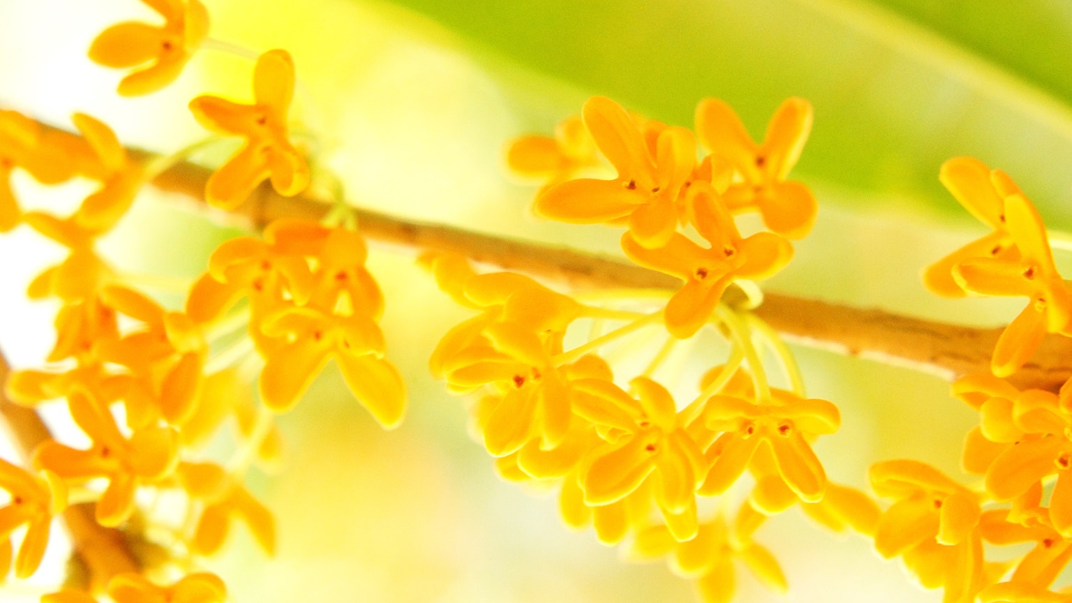 Nahaufnahme eines Zweigs mit gelben Blumen