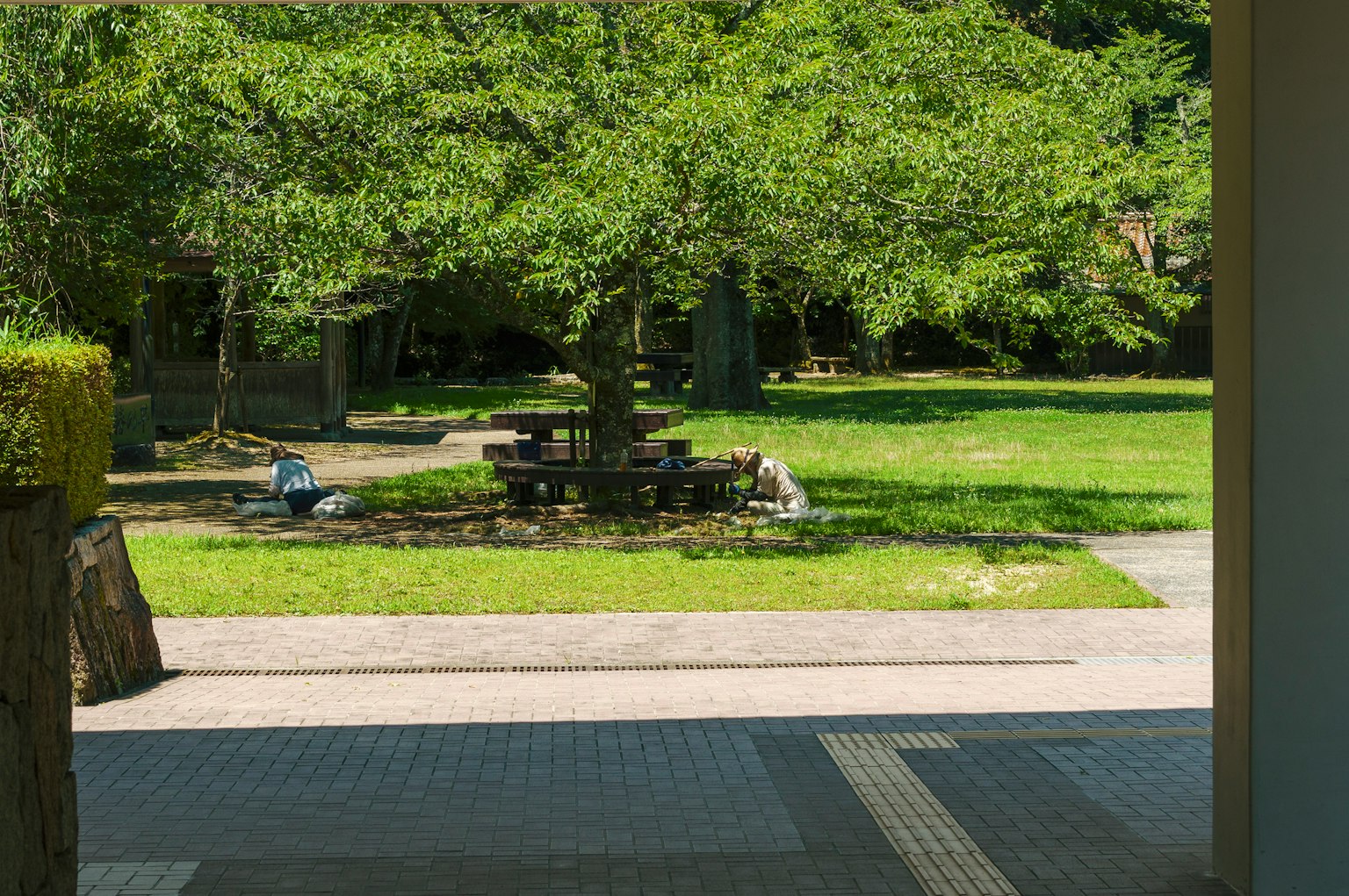 郁郁葱葱的公园景观，有一棵大树和野餐桌