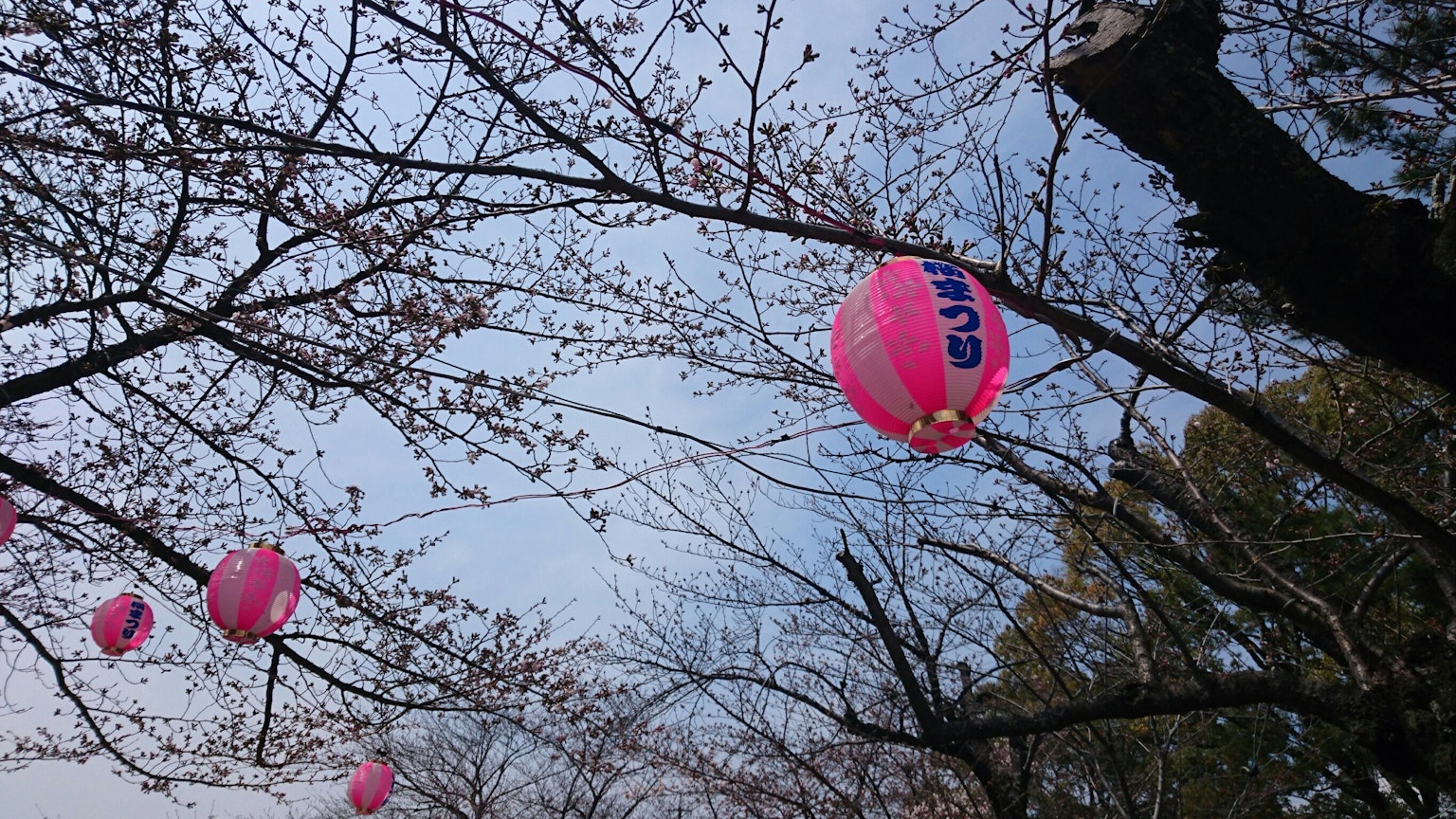 粉色燈籠懸掛在櫻花樹上，藍天之下