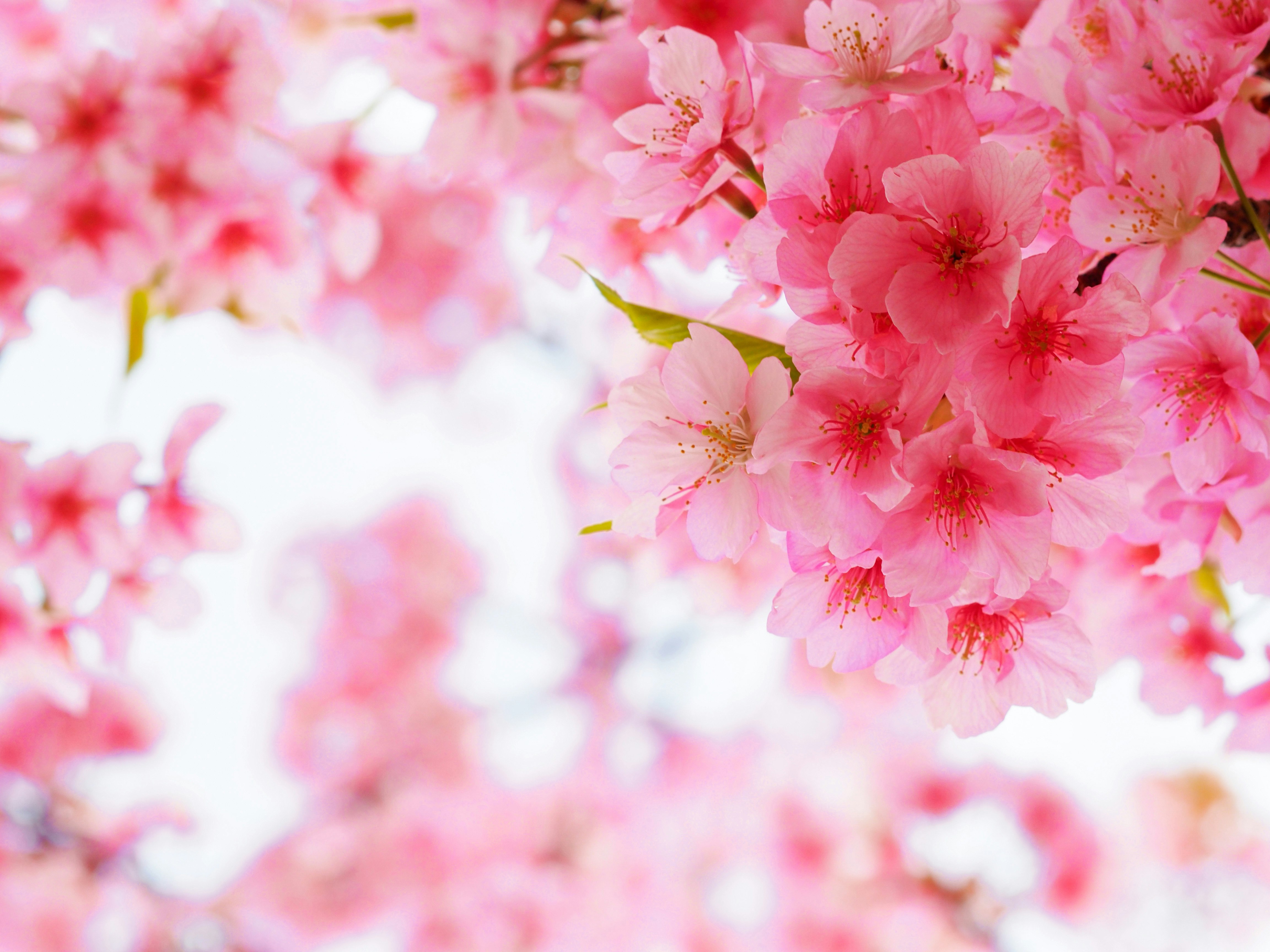 淡いピンクの河津桜がゆらゆら揺れる桜の花のクローズアップ