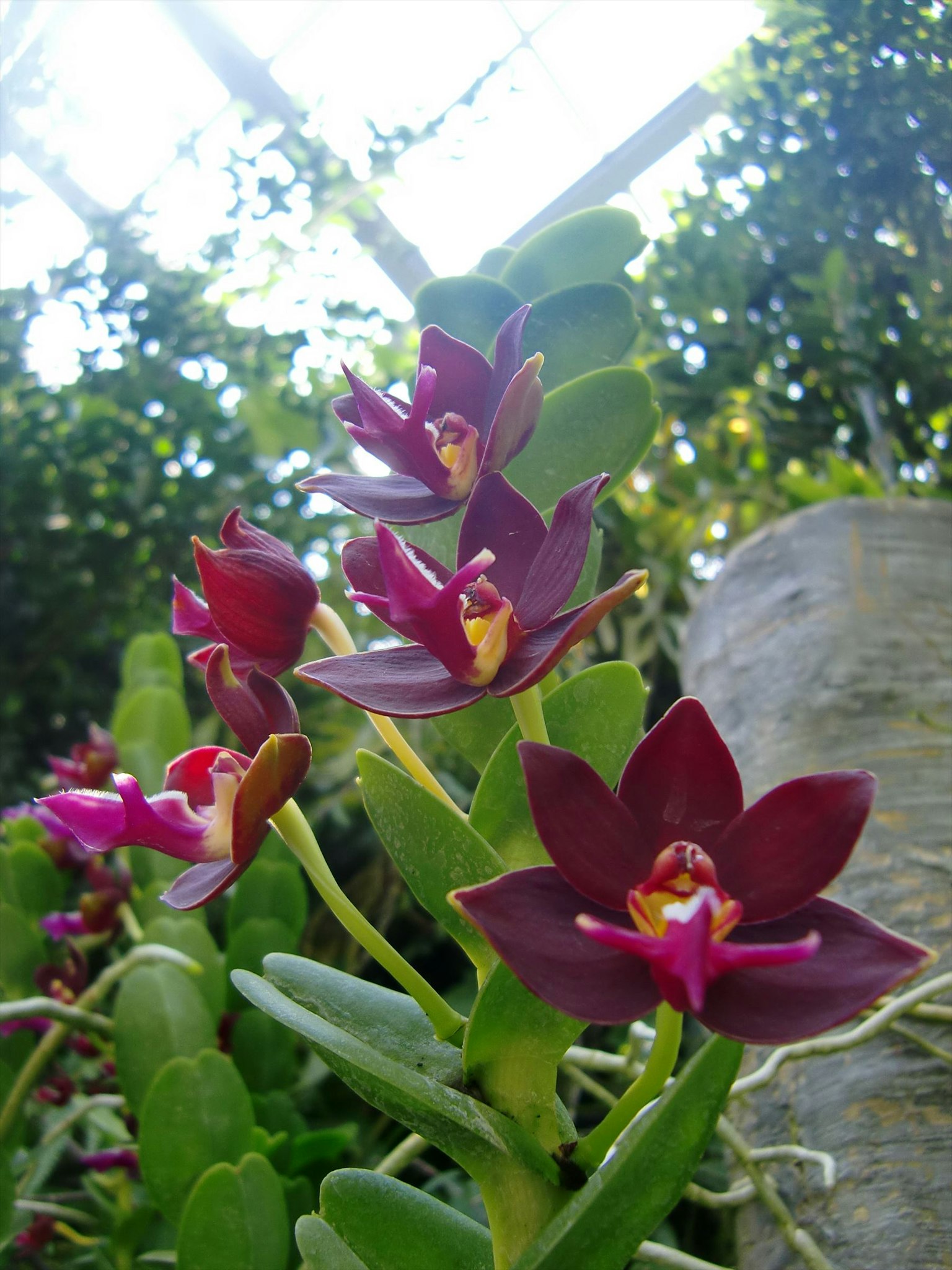 Planta de orquídea con flores moradas sobre fondo verde