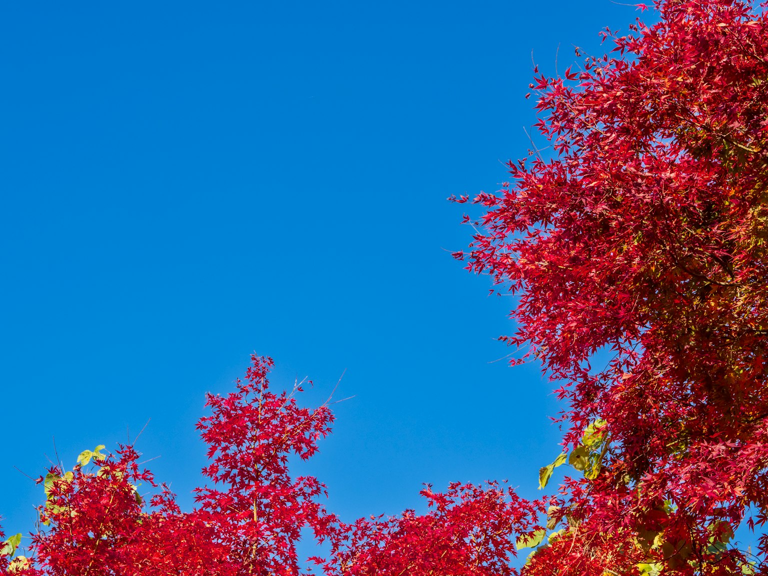 Arbres avec des feuilles rouges vives contre un ciel bleu clair