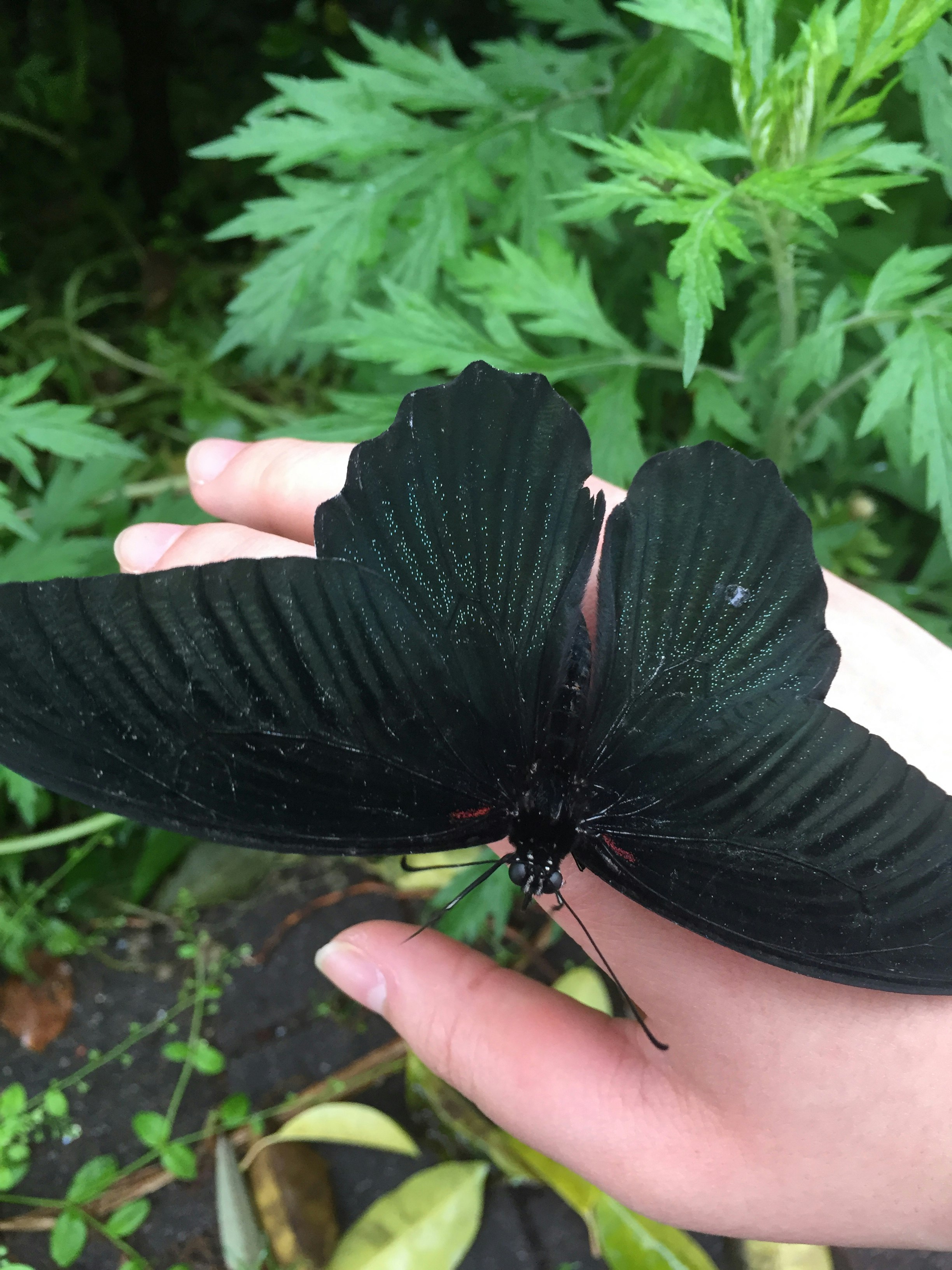 手掌上停著的黑色燕尾蝶
