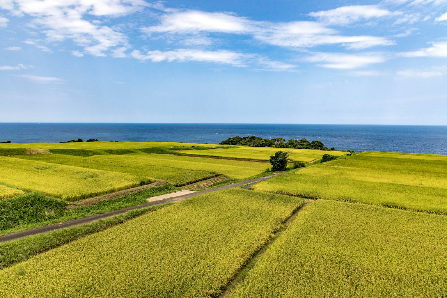 黃色稻田與藍色海洋相接的風景