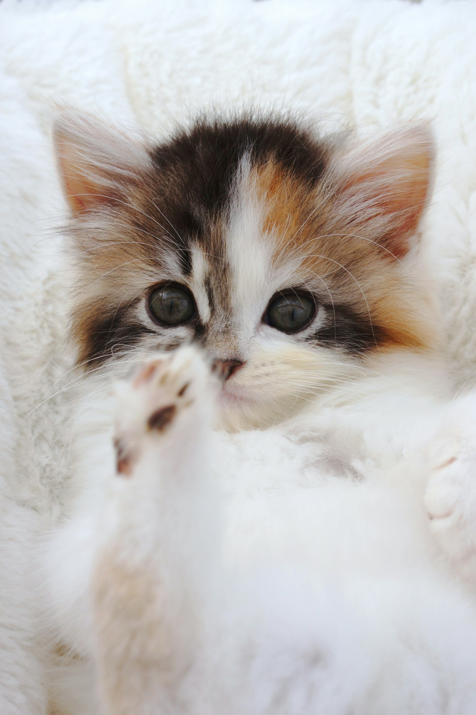 Jolie petite chatte calico se détendant sur de la fourrure blanche