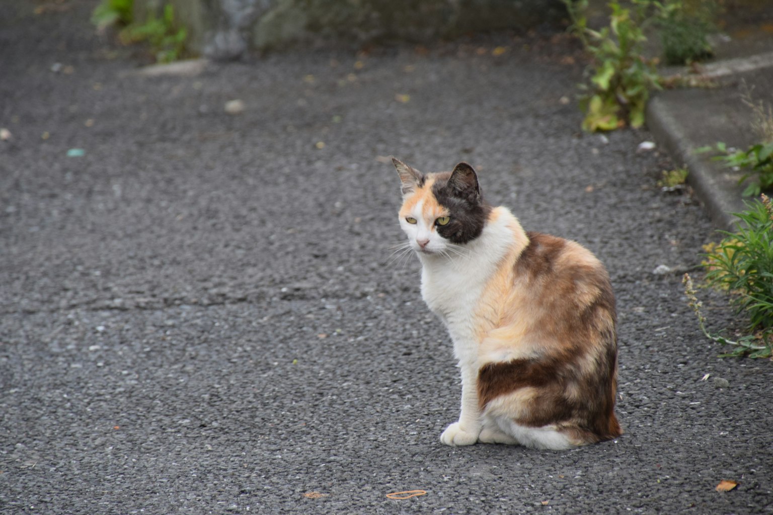 Un gatto calico seduto sulla strada