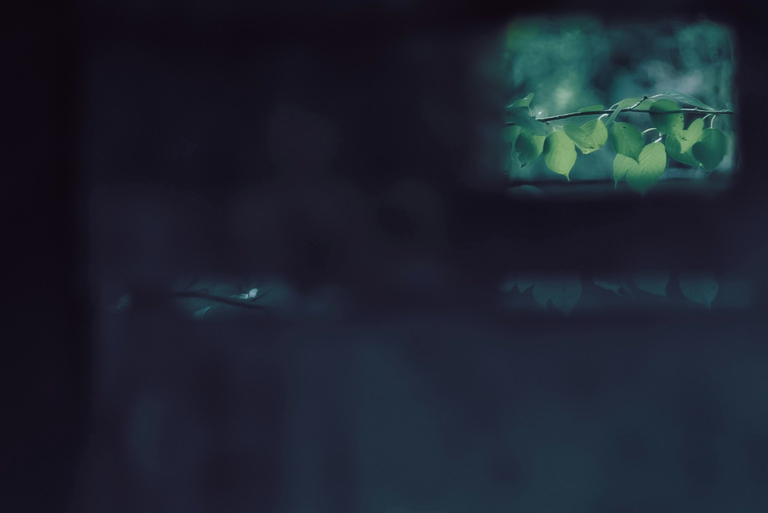 photo-P8RibWxSxyyoOYelmler-image