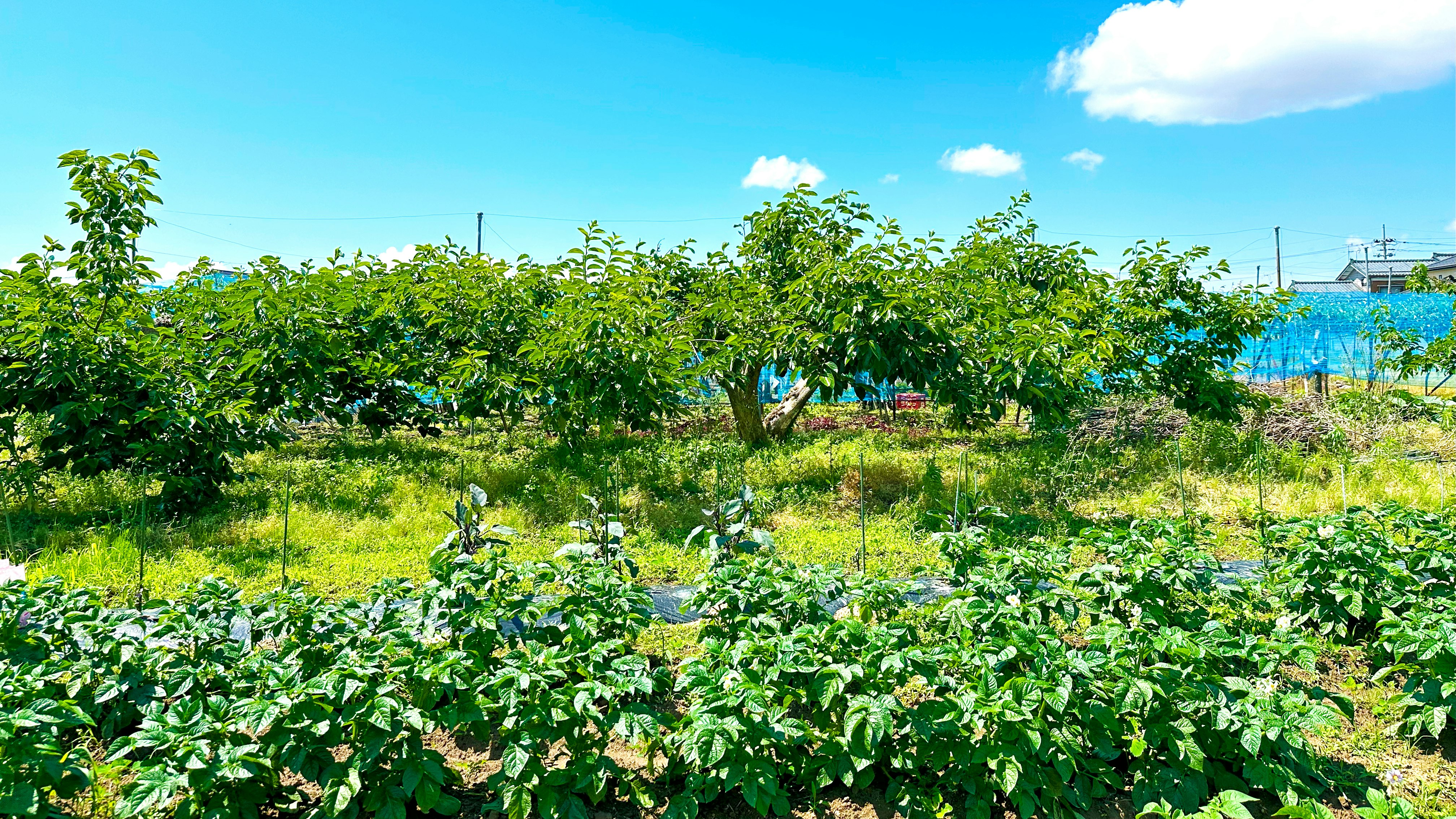 果樹の畑と緑の植栽が広がる屋外風景