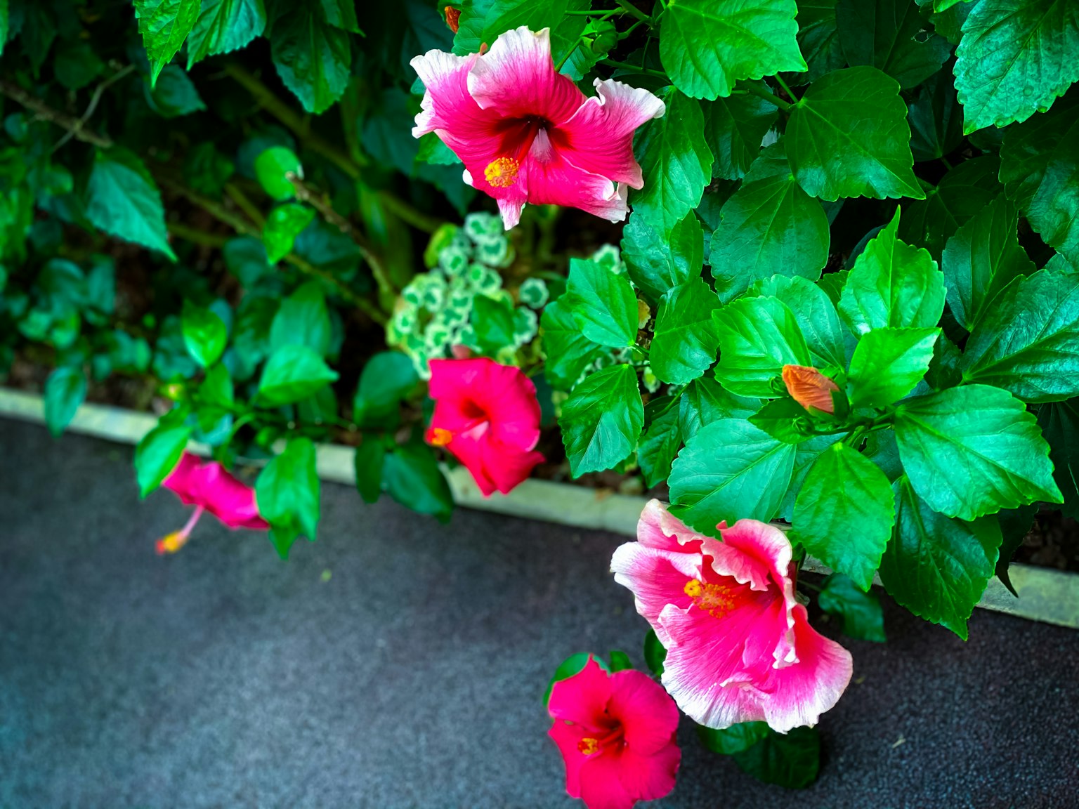 Flores de hibisco rosa vibrante rodeadas de hojas verdes exuberantes