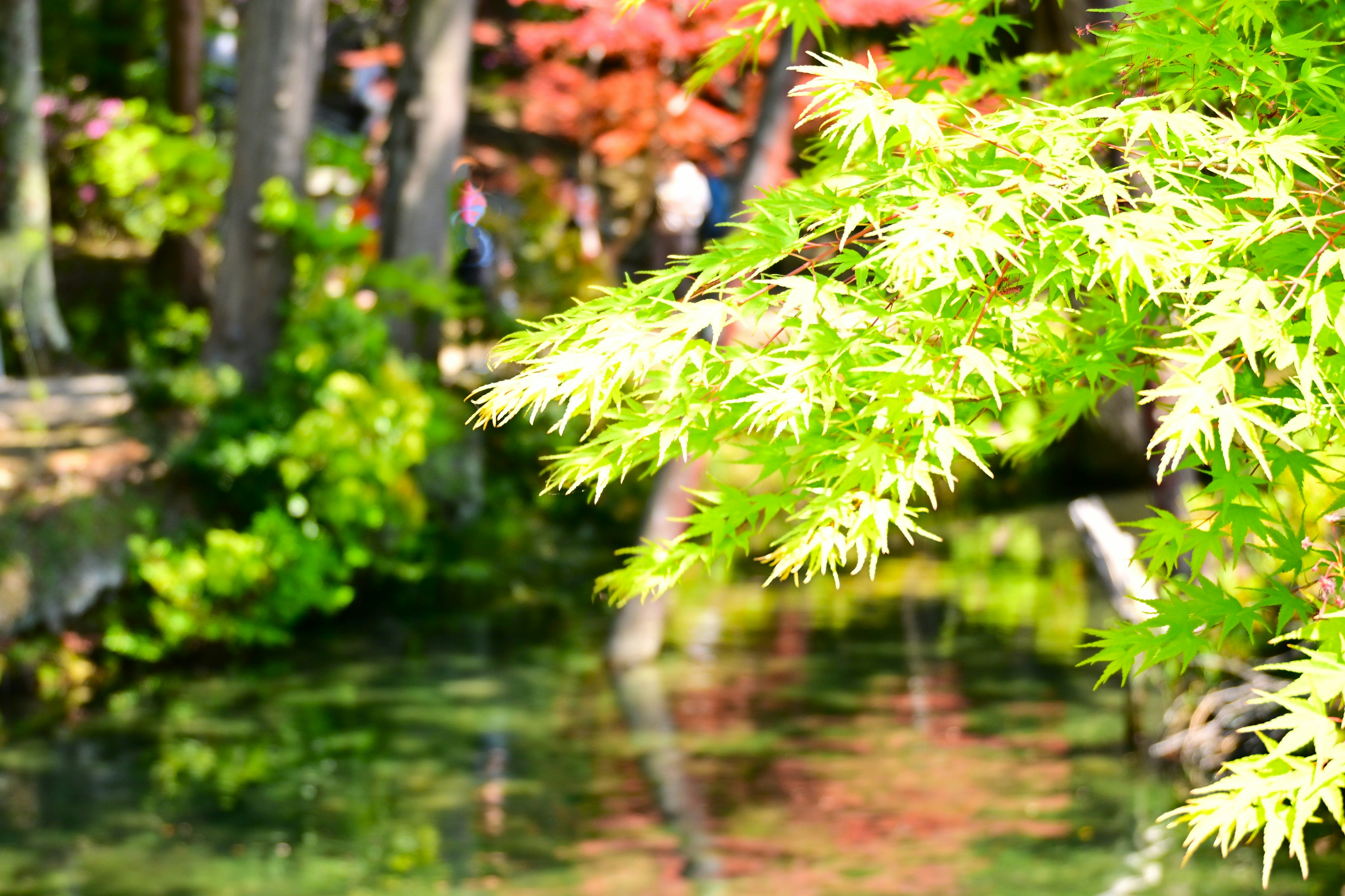 新緑のモミジの枝と水辺の庭園風景