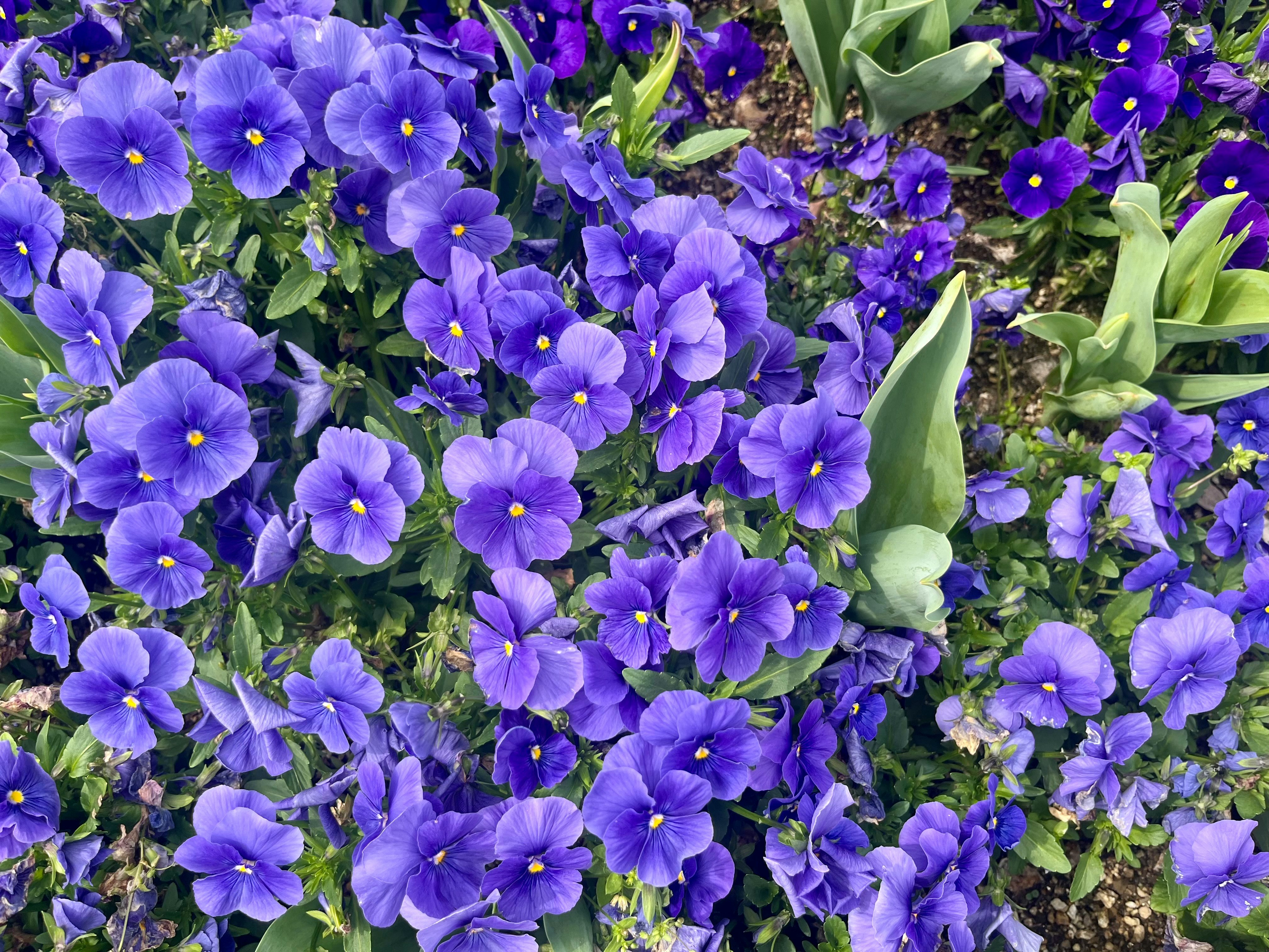 紫の花が群生する花壇のアップ