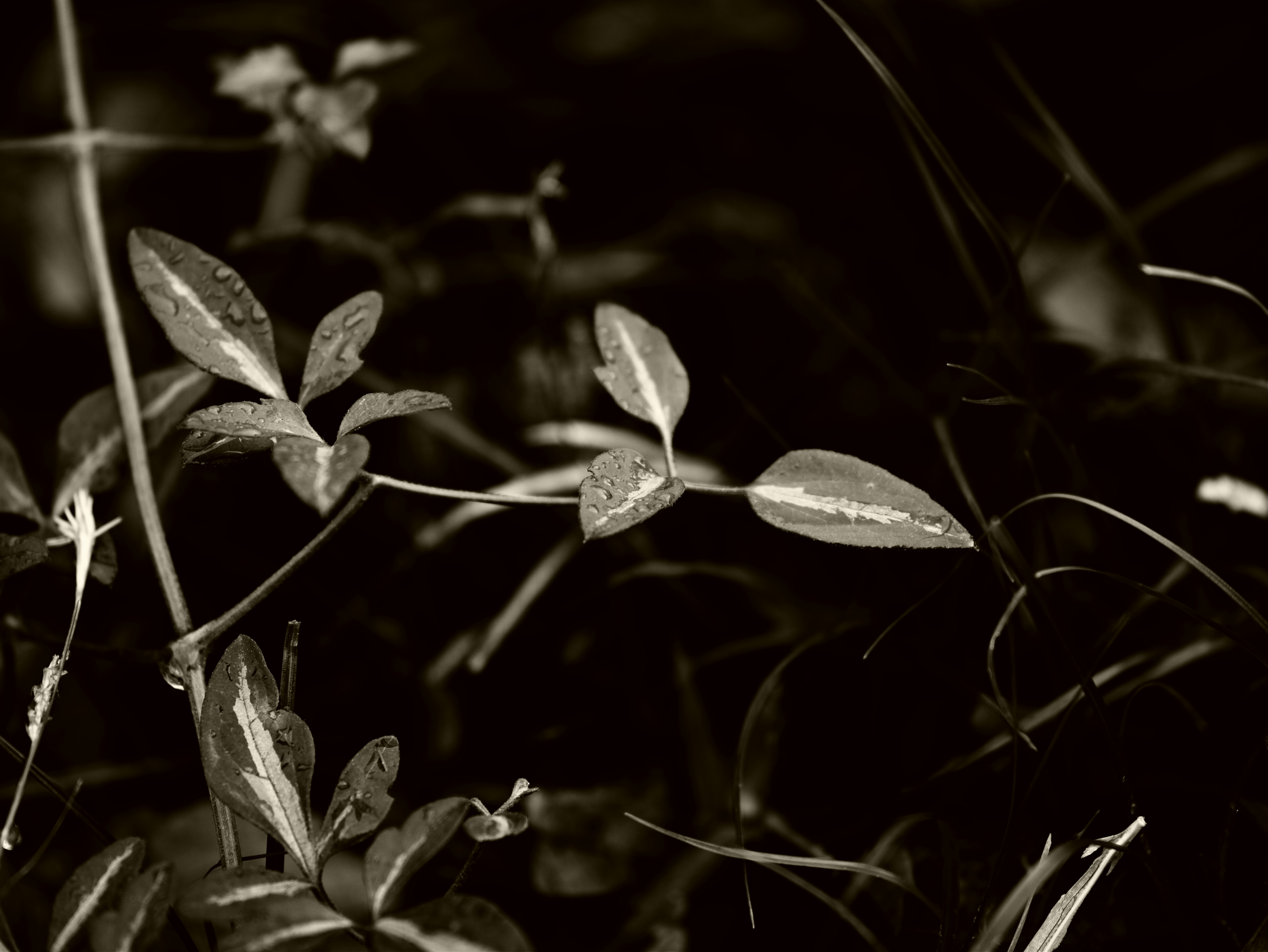Gros plan de feuilles et de petites branches sur fond sombre