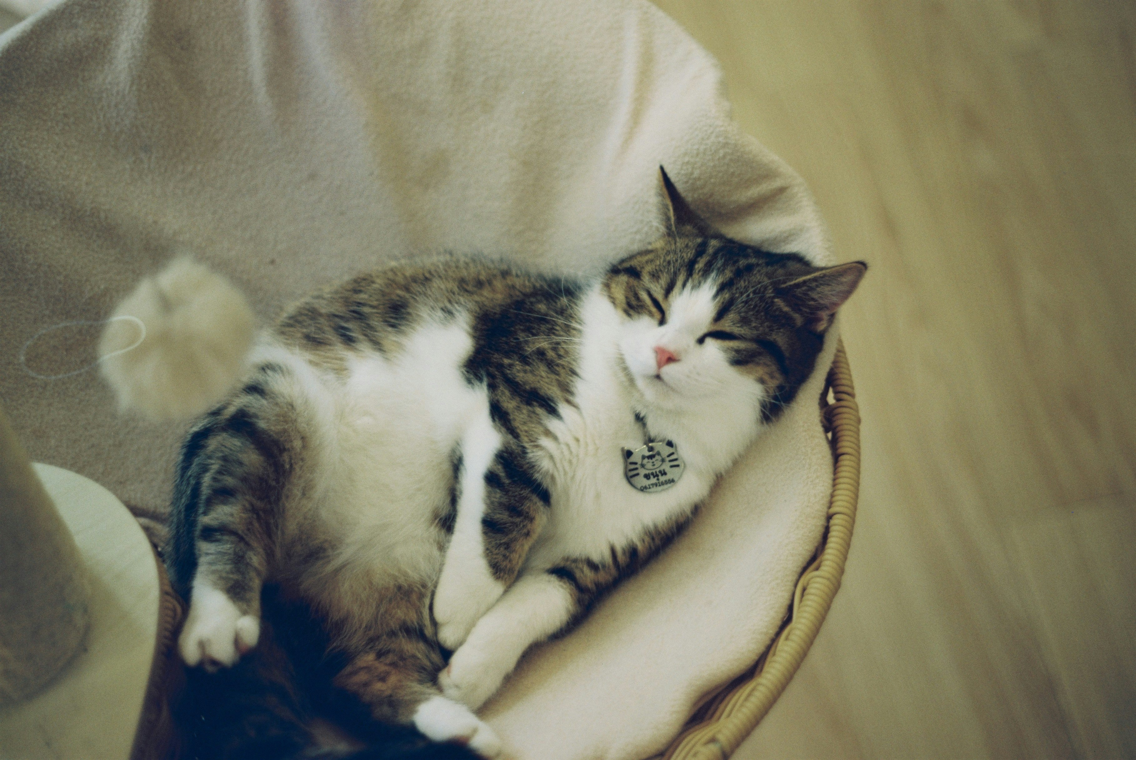 毛布の上で手に寄り添う猫