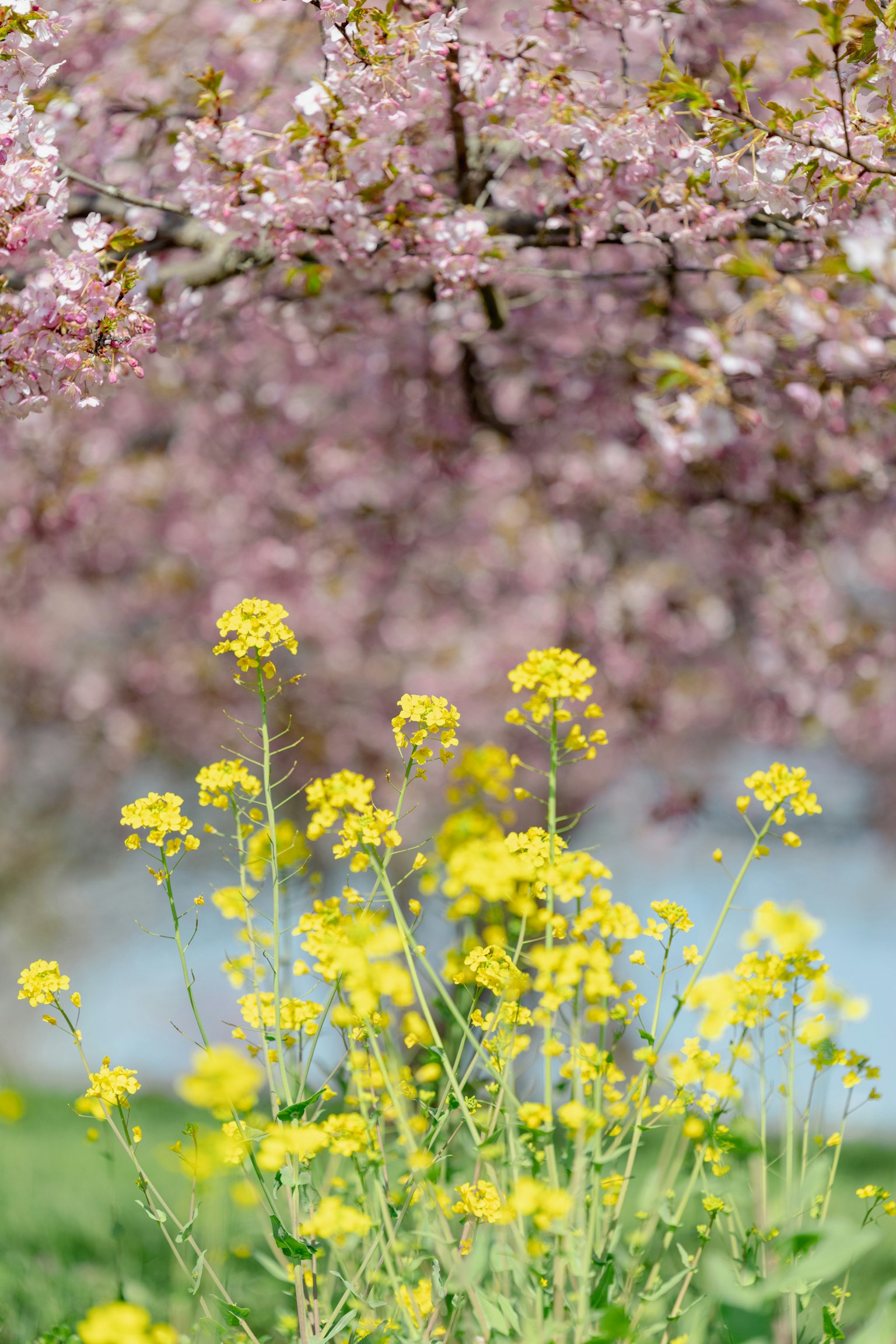 Un paesaggio con fiori gialli in primo piano e ciliegi in fiore sullo sfondo