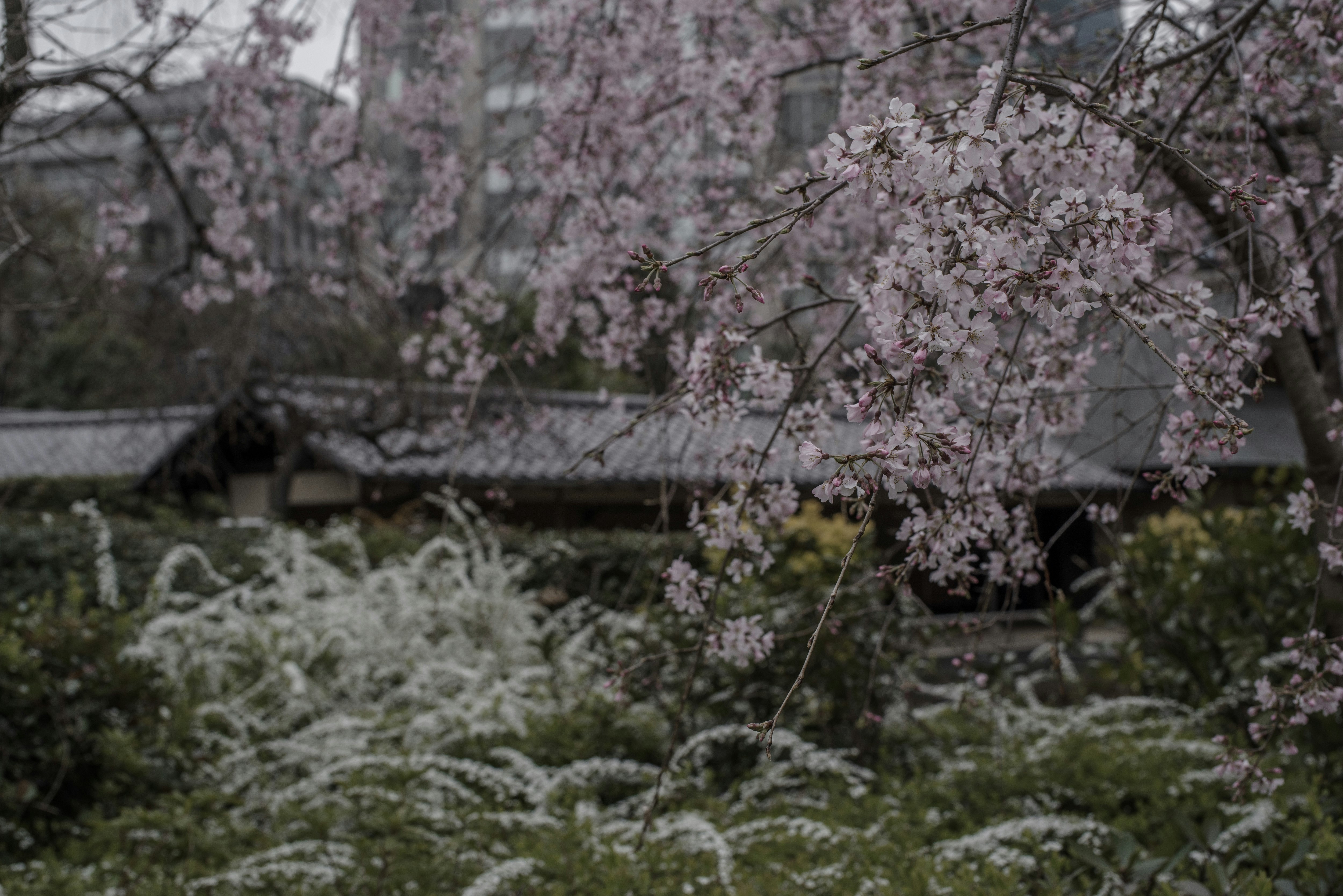 fleurs de cerisier pleureur et de spirée en fleurs dans un jardin de printemps