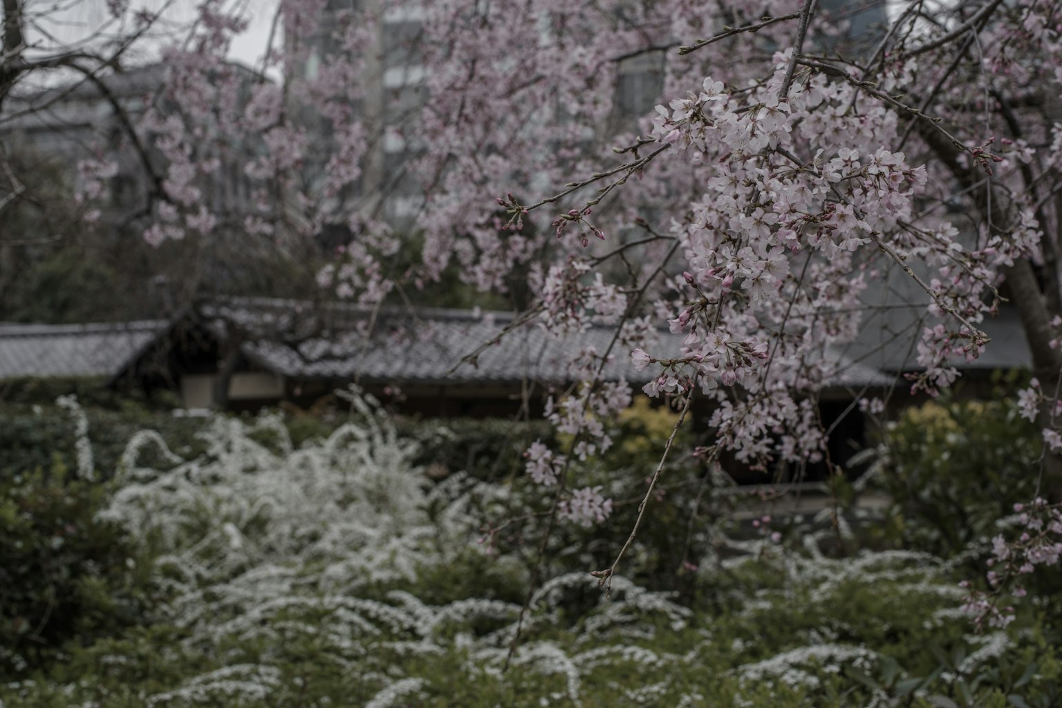 Kirschblüten in voller Blüte mit grünem Gras in einem japanischen Garten