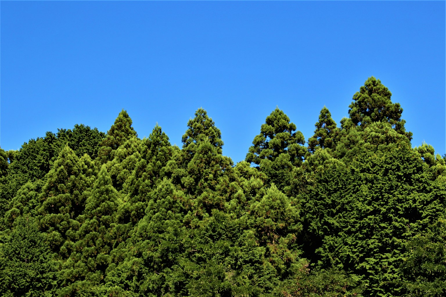藍天下高大的綠色樹木的景觀