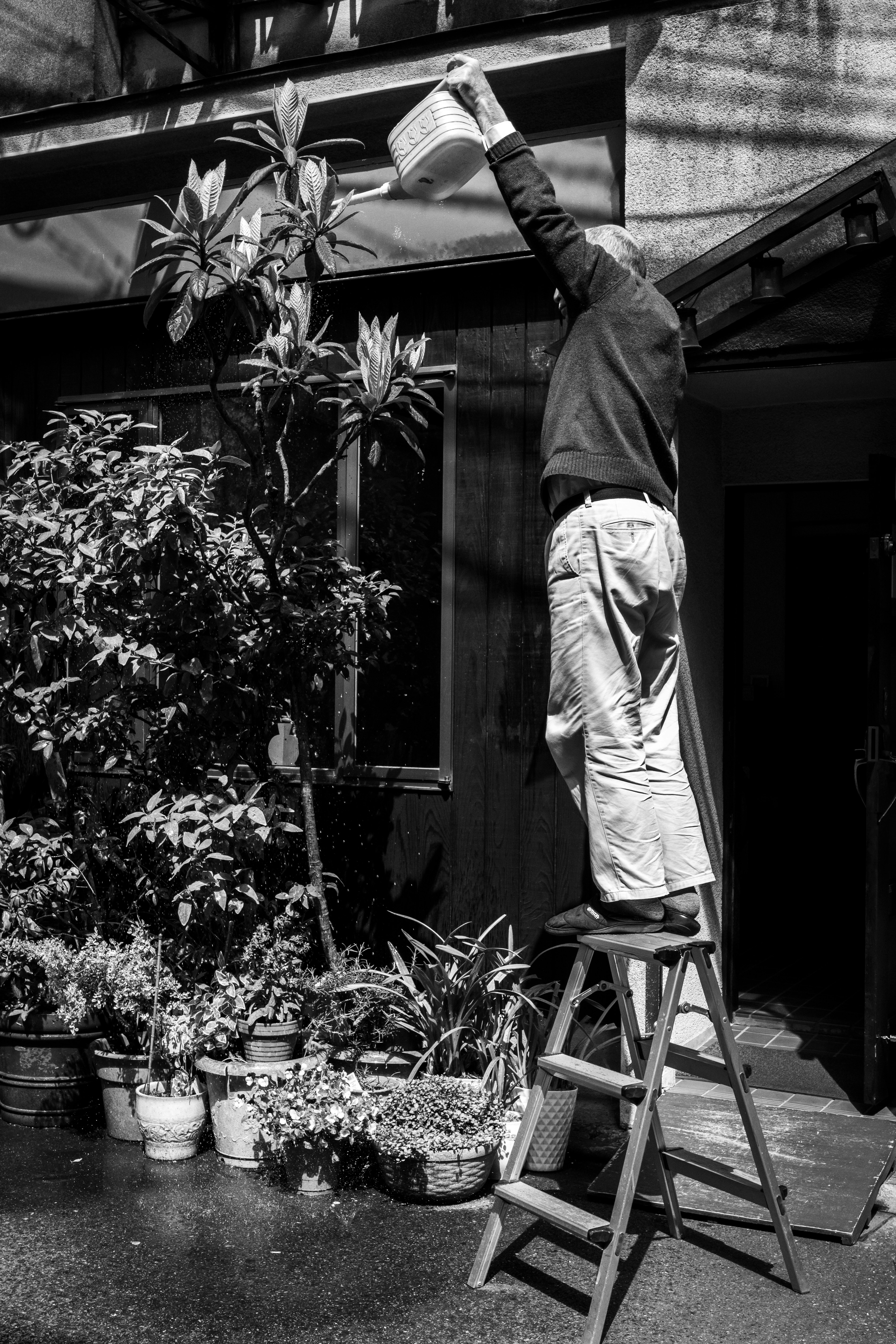 鉢植えに水やりする人と室内の植物棚のある玄関先