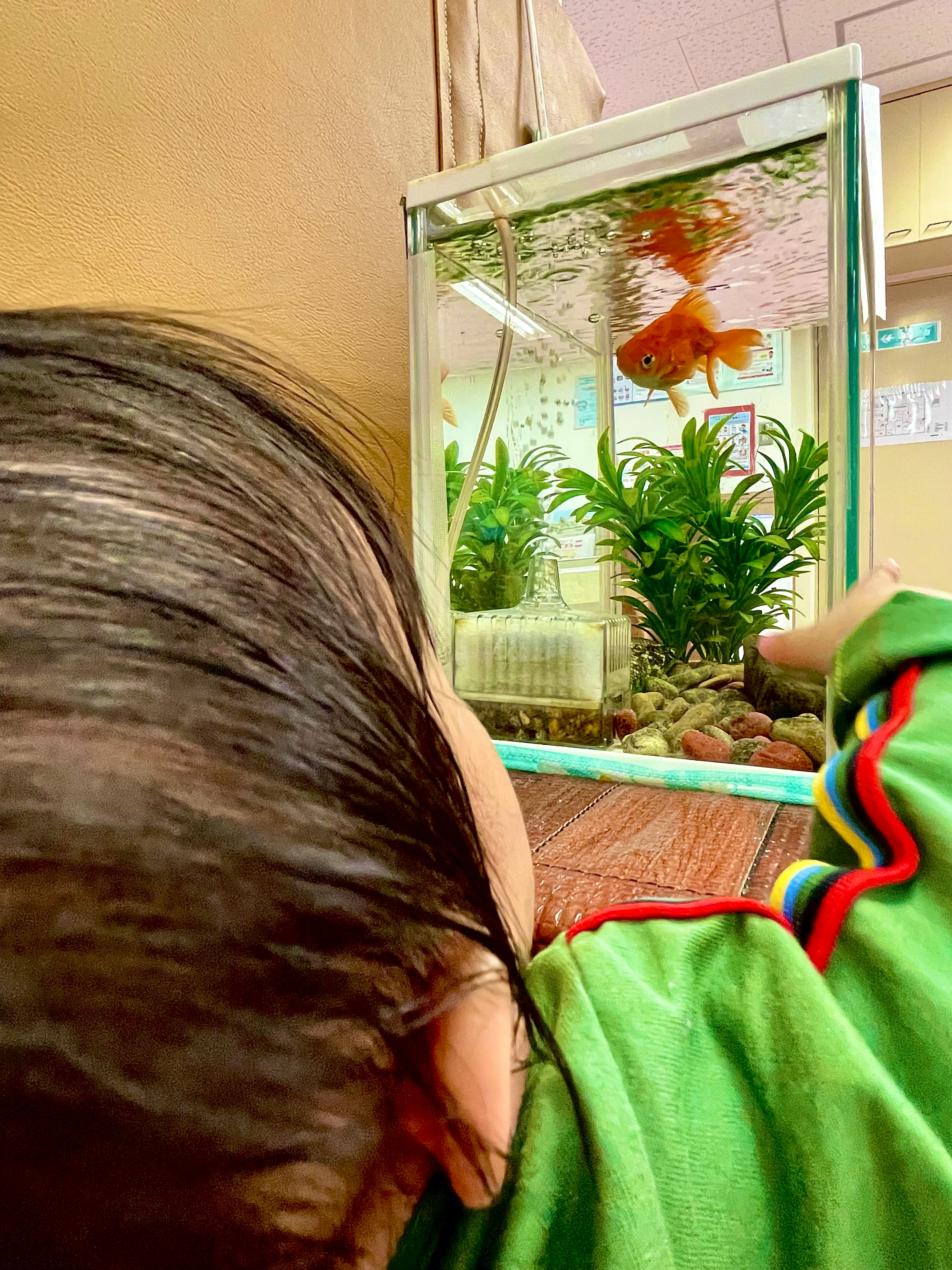 Parent and child seen from behind watching goldfish in an aquarium