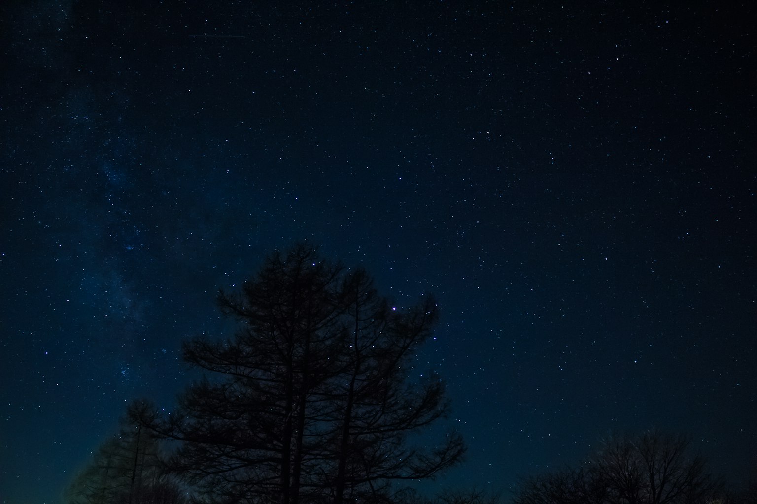 Cielo nocturno lleno de estrellas y árboles en silueta
