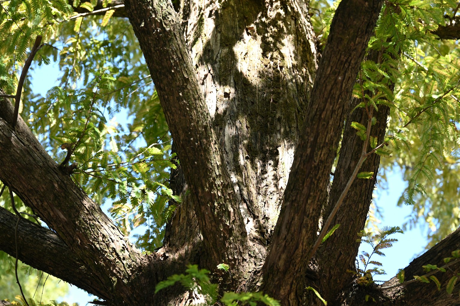 Tronco de árbol grande con ramas entrelazadas y hojas verdes exuberantes