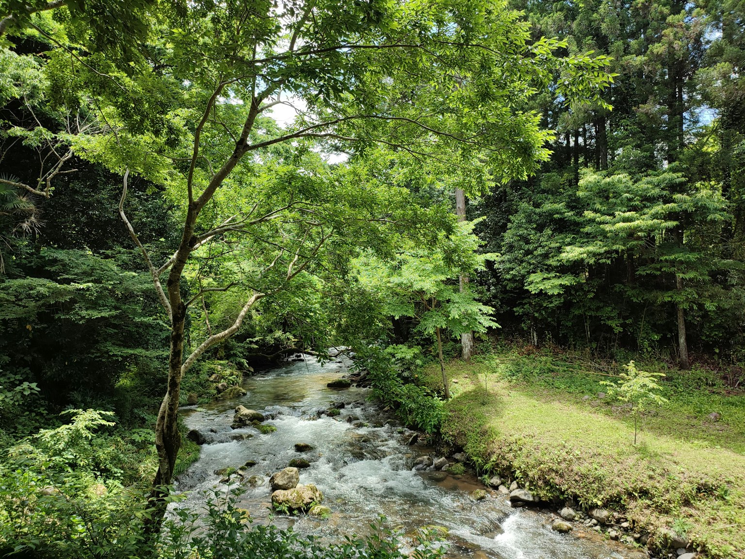 被郁郁葱葱的森林环绕的流动小溪的风景