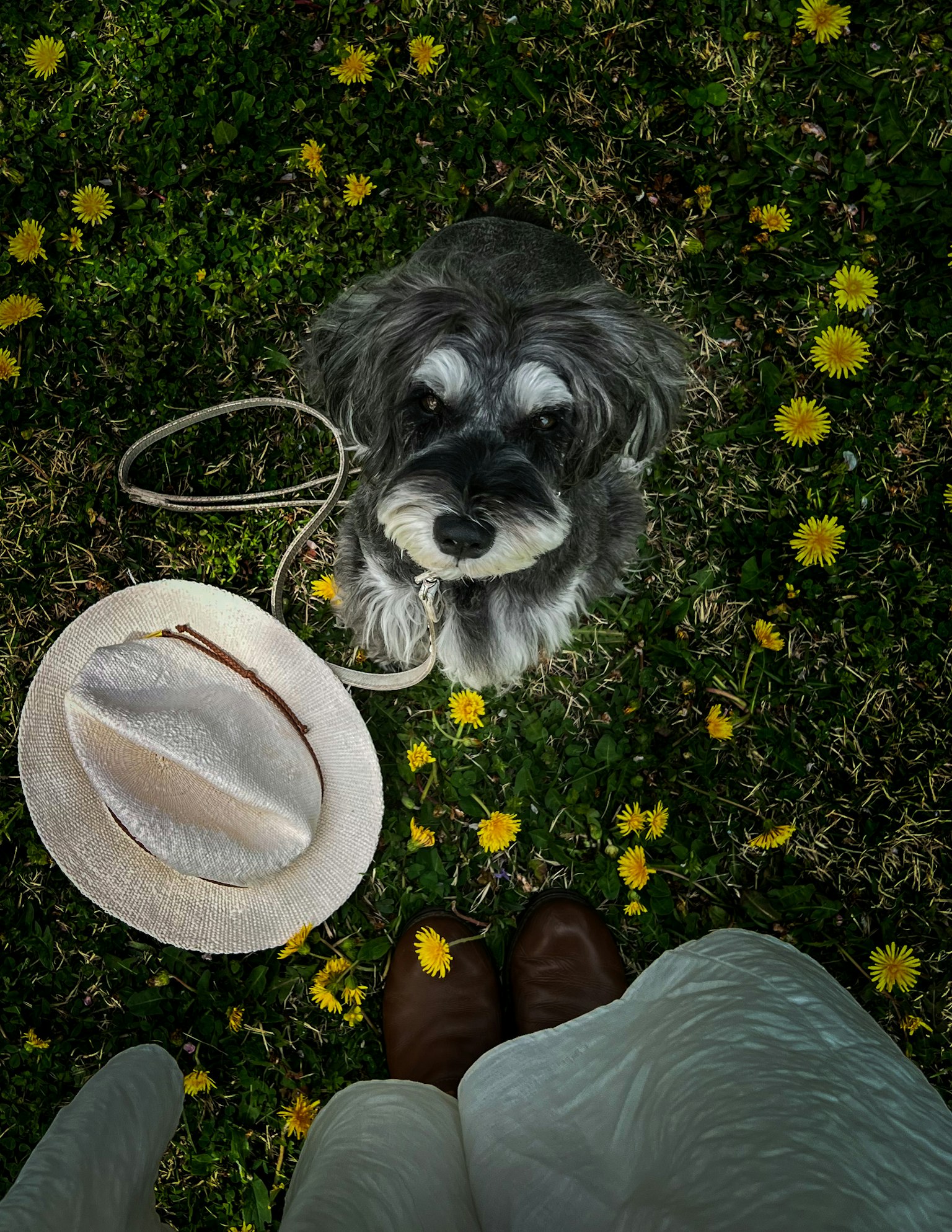 Anjing duduk di antara bunga kuning dengan topi dan sepatu dalam bingkai