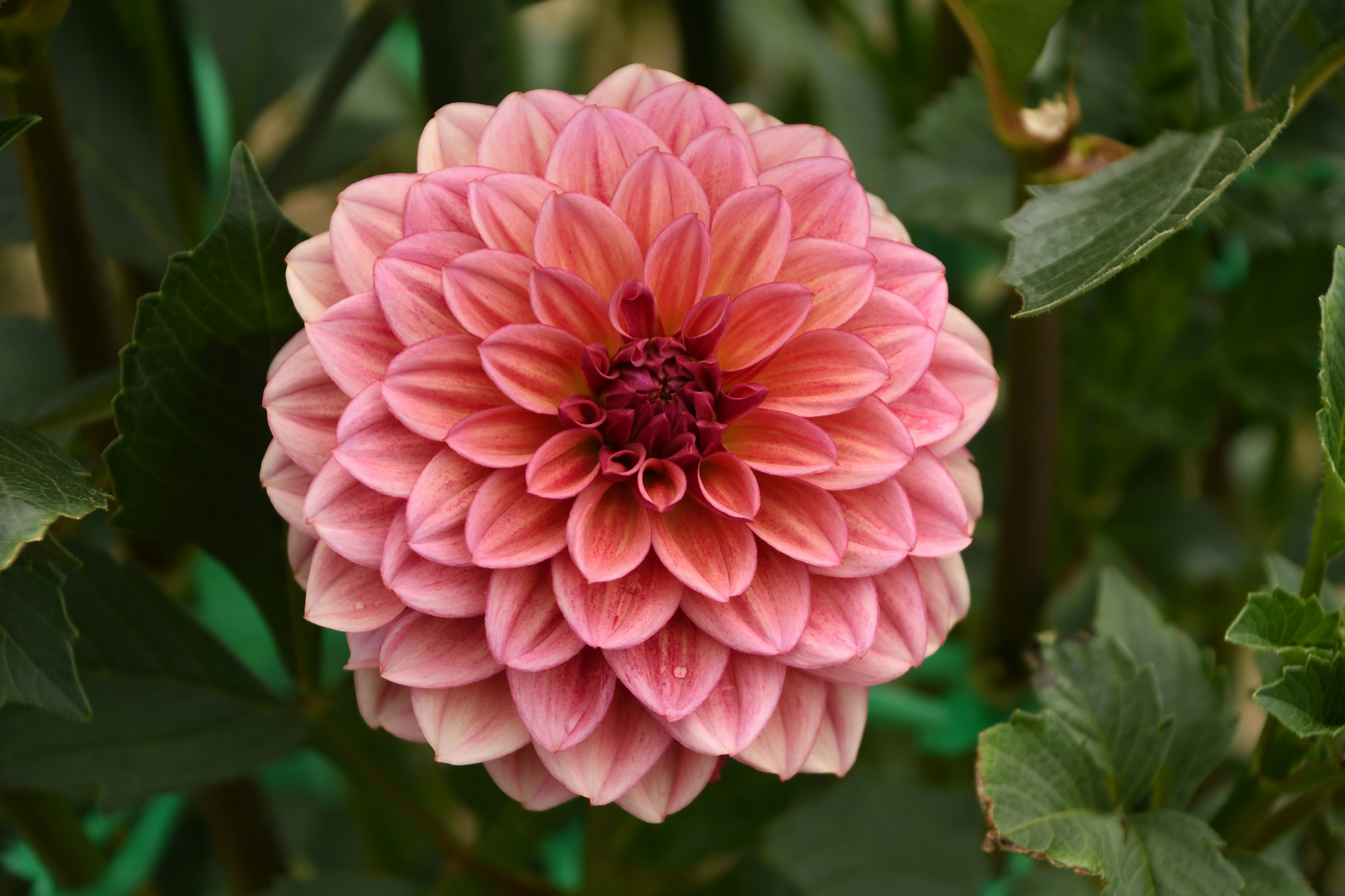 ピンクのダリアの花が葉の間で咲く庭のクローズアップ