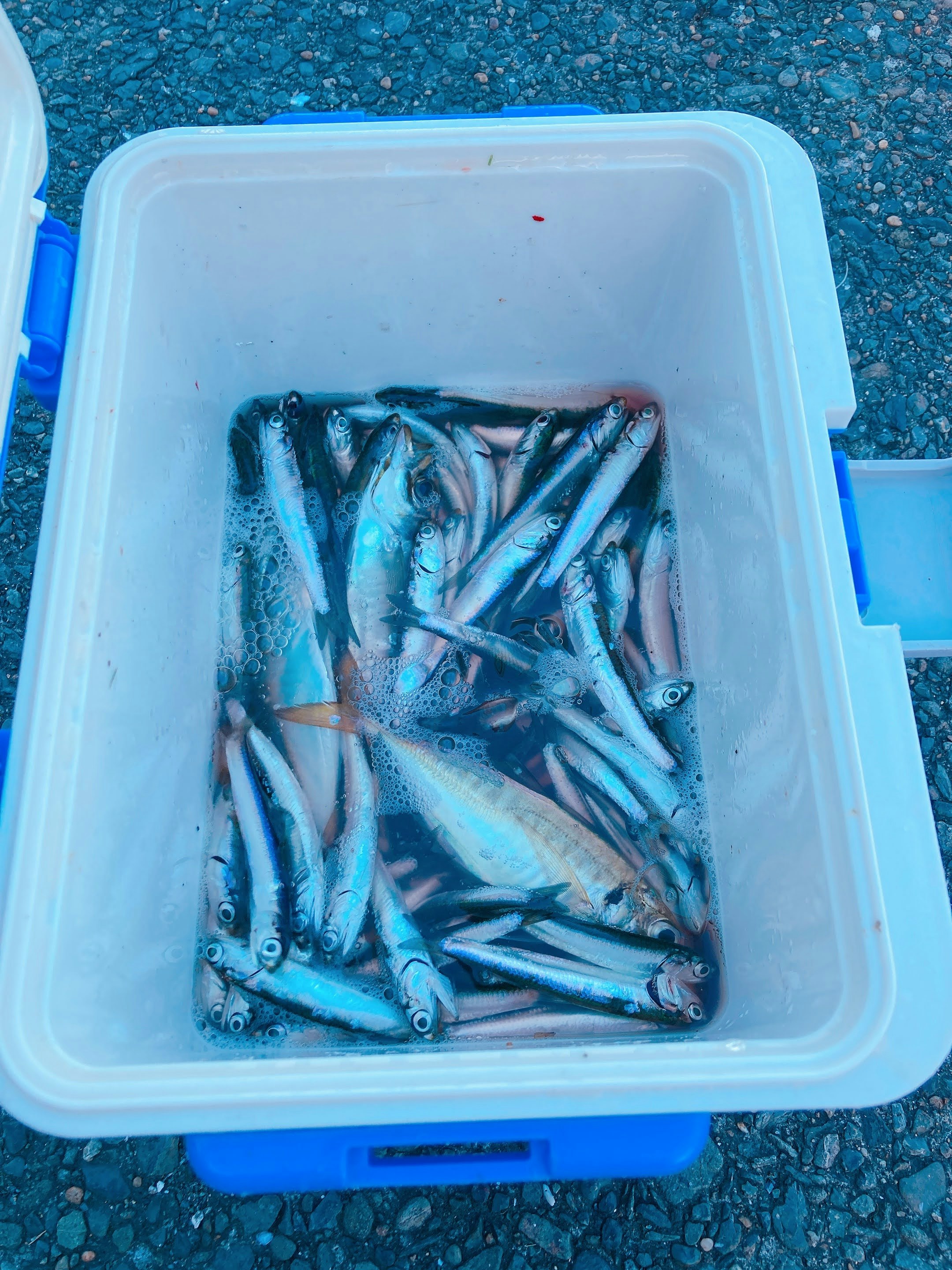 藍色冷卻箱裡的小魚
