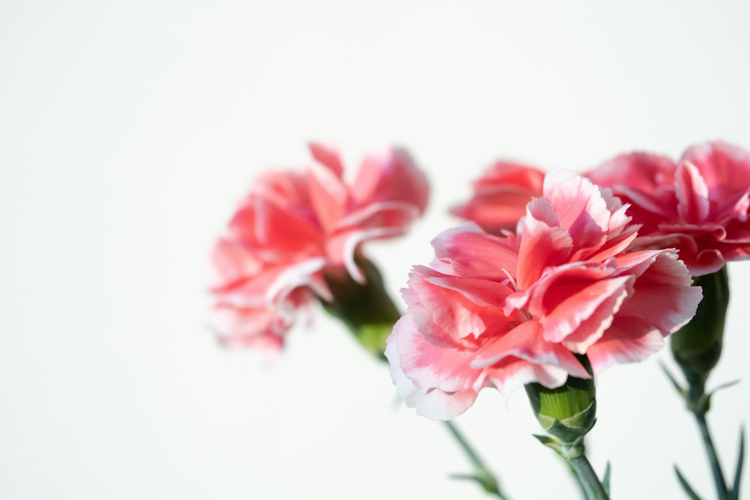Garofani rosa si stagliano su uno sfondo bianco