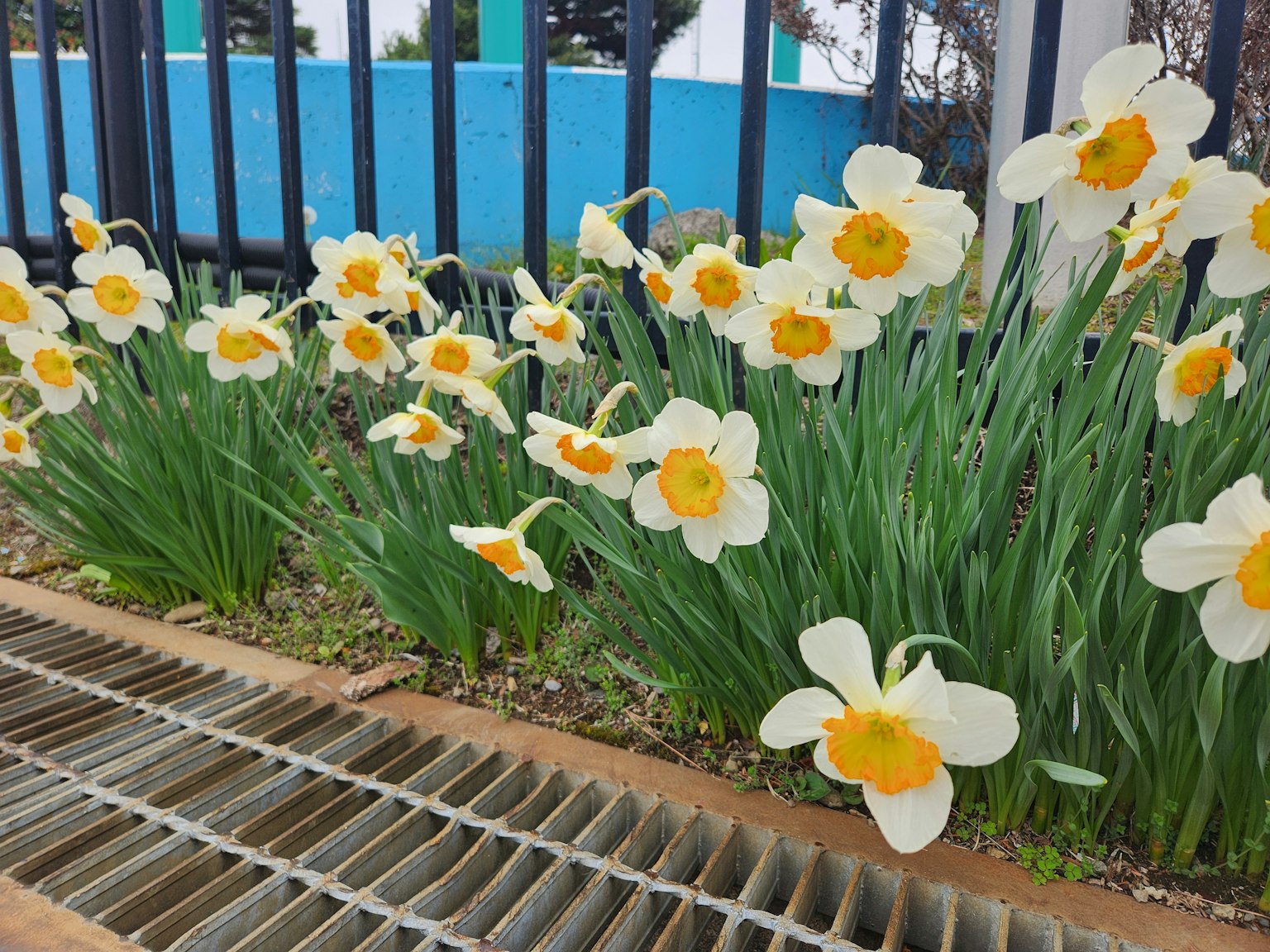Un giardino di narcisi bianchi in fiore con centri gialli