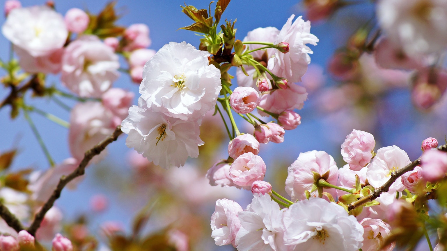Close-up of cherry blossom branches with white and pink flowers against a blue sky