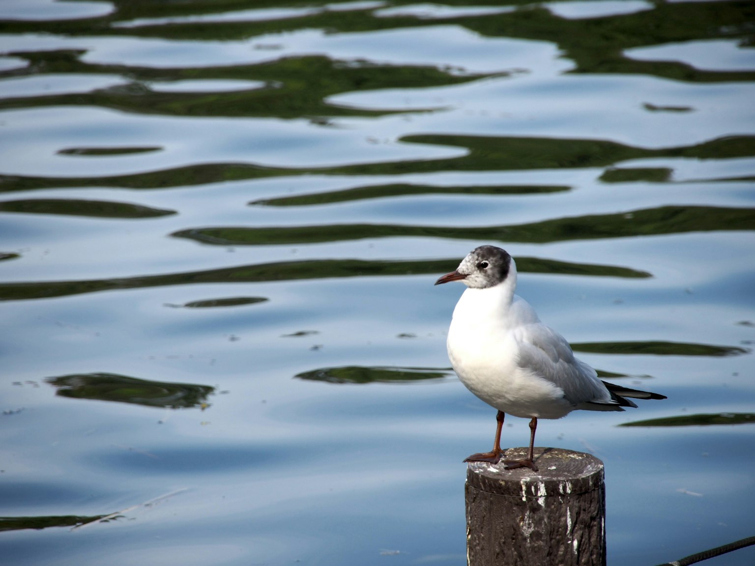 Seagull standing on a post by the water surface white feathers and black head