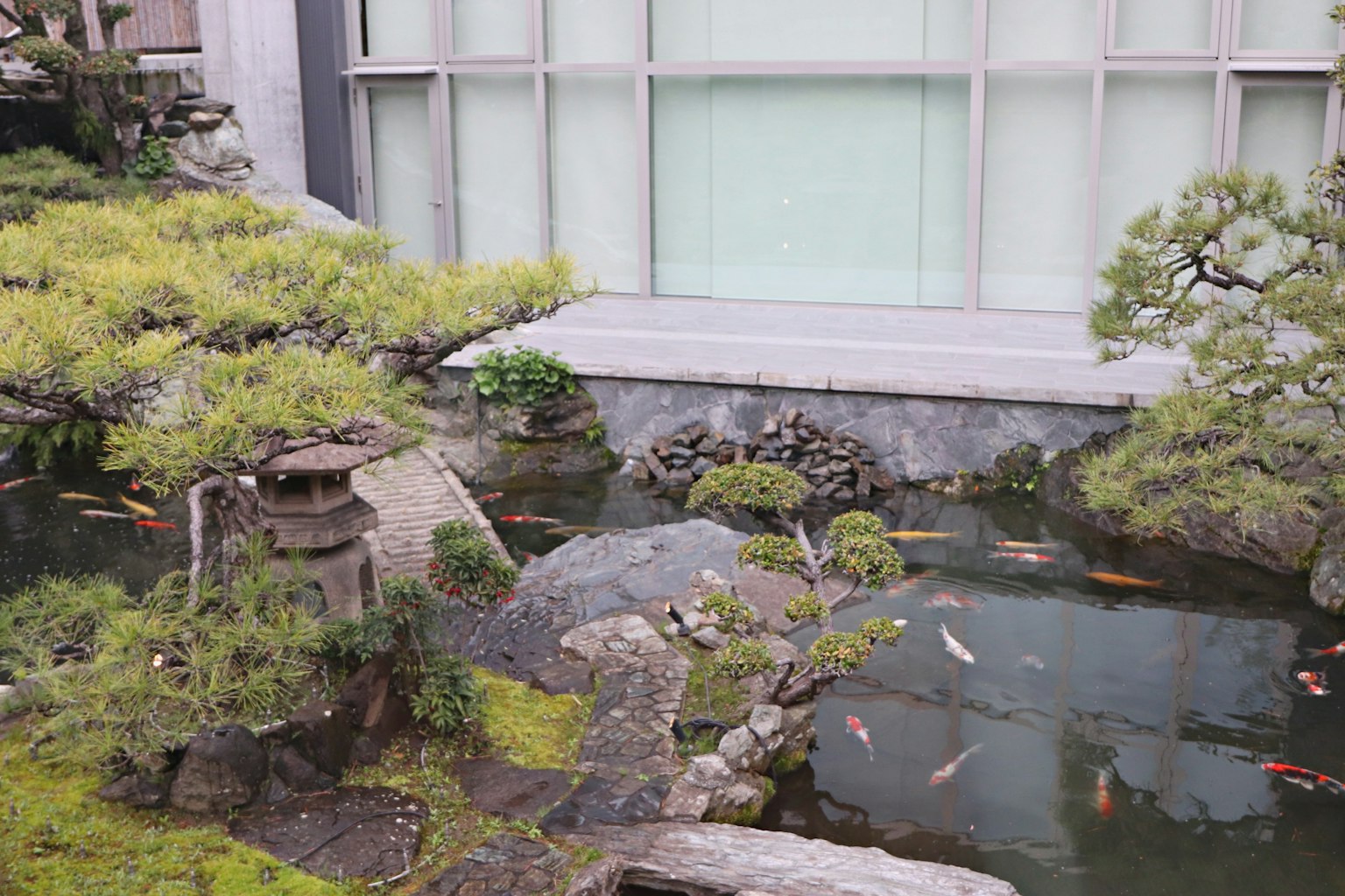Koi fish swimming in a Japanese garden pond surrounded by lush greenery