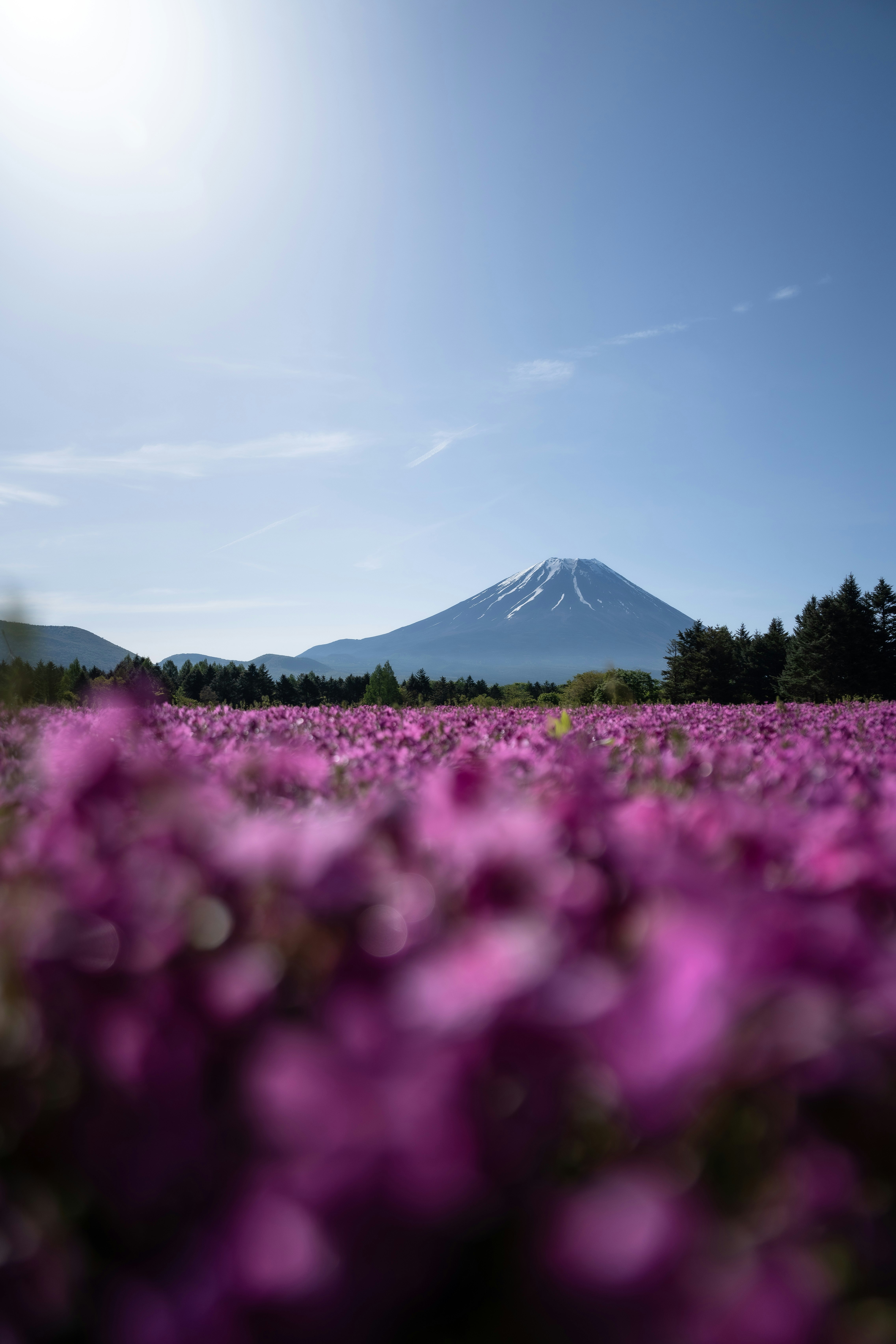 紫の花畑と遠くにそびえる山の風景