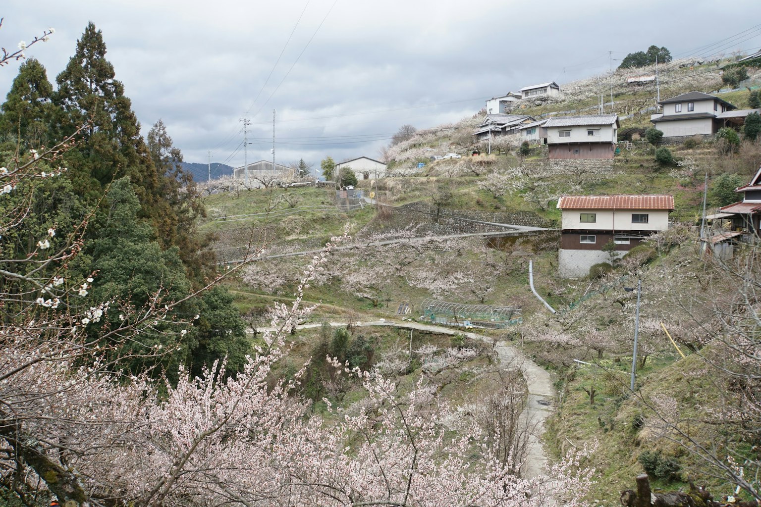 Pemandangan indah bunga sakura dan rumah di lereng bukit
