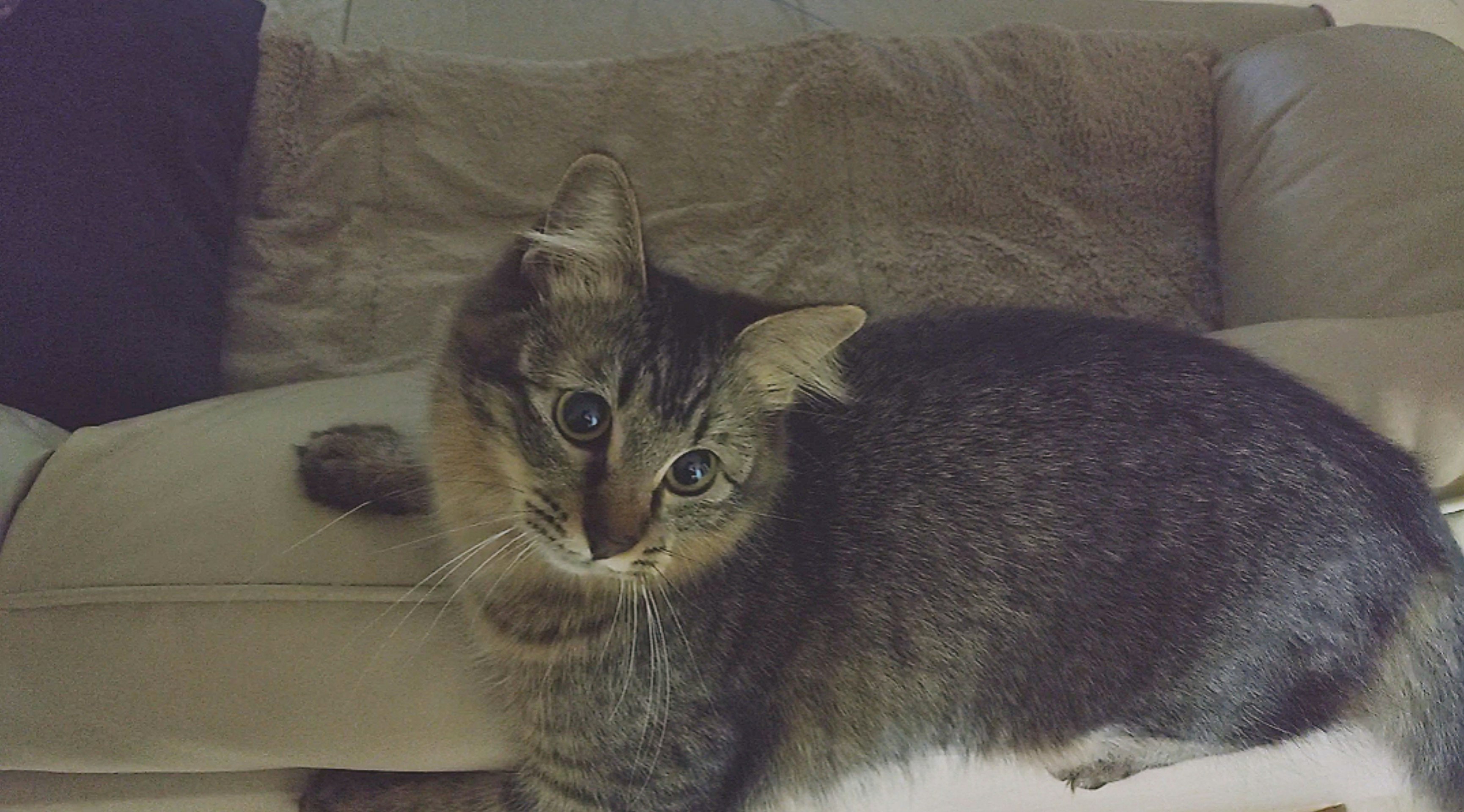 ソファでリラックスする猫