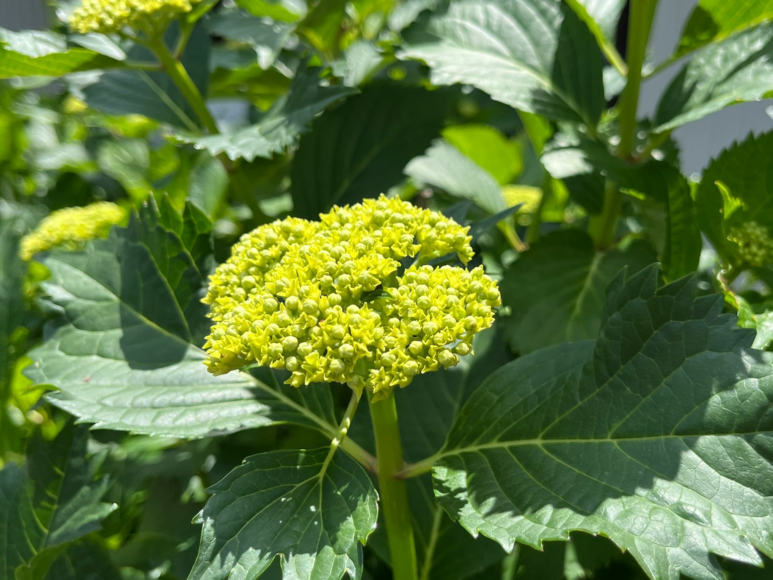 特寫綠色花朵的植物