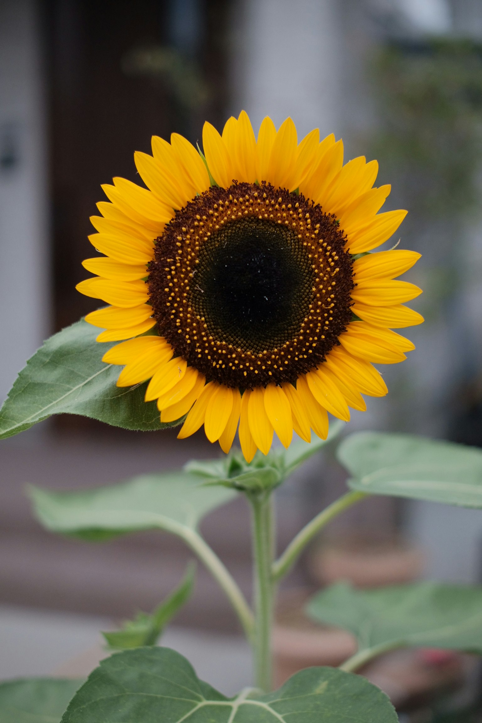 Un girasol amarillo vibrante con un centro oscuro rodeado de hojas verdes