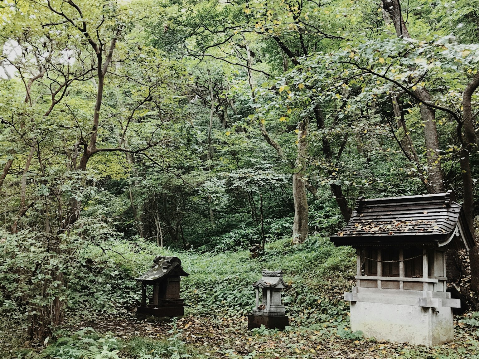 森林中的小神社被郁郁蔥蔥的樹木環繞