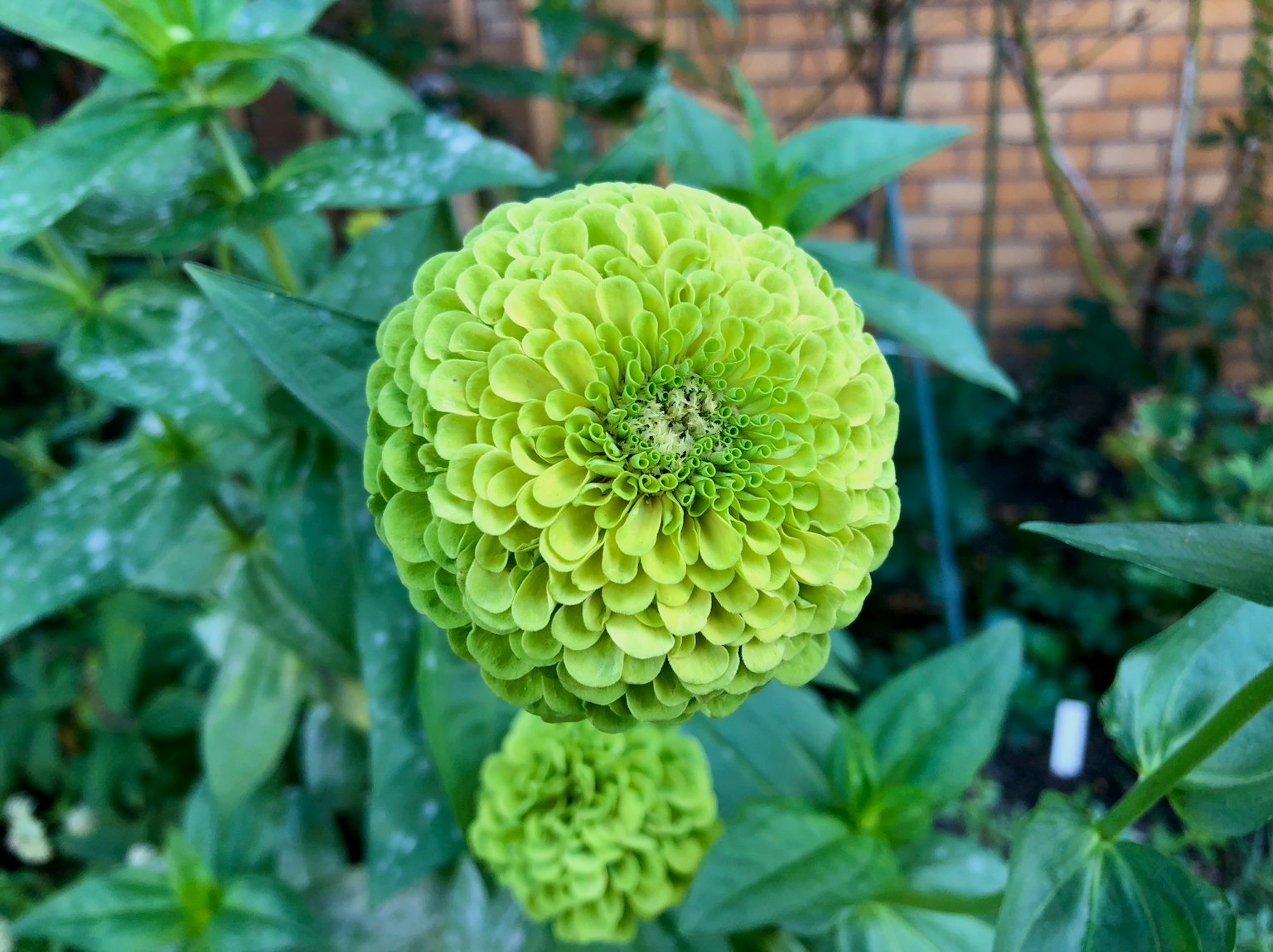 鮮豔綠色的百日草花特寫，背景為磚牆