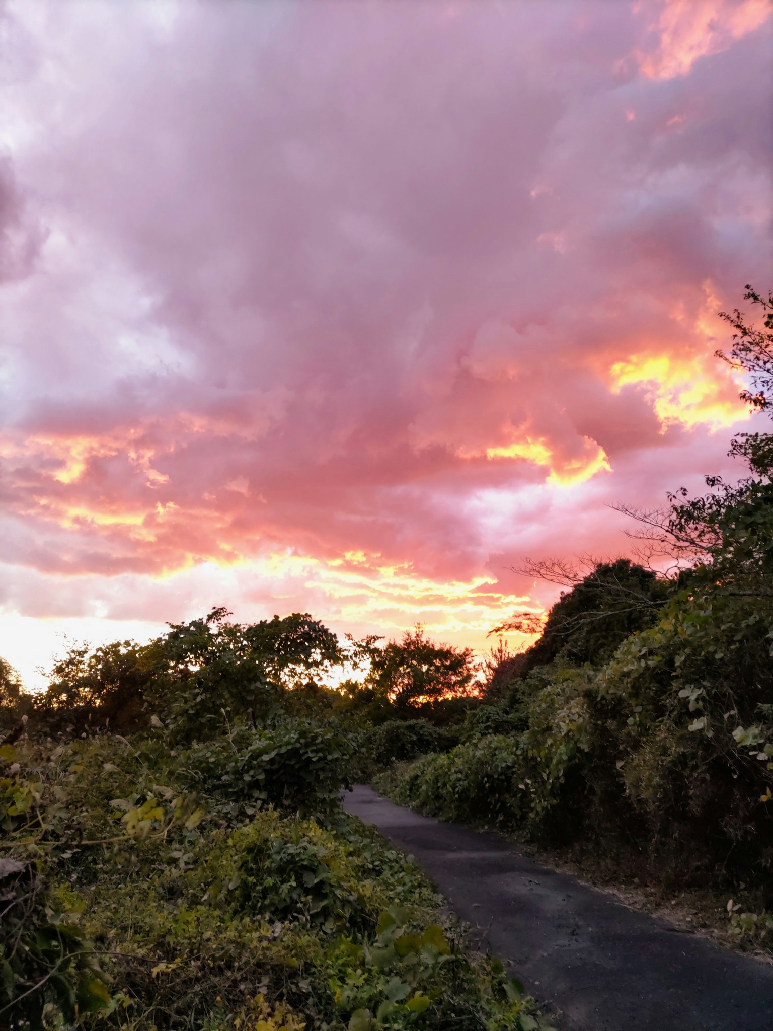Ein gewundener Weg umgeben von grünem Laub unter einem lebhaften Sonnenuntergangshimmel