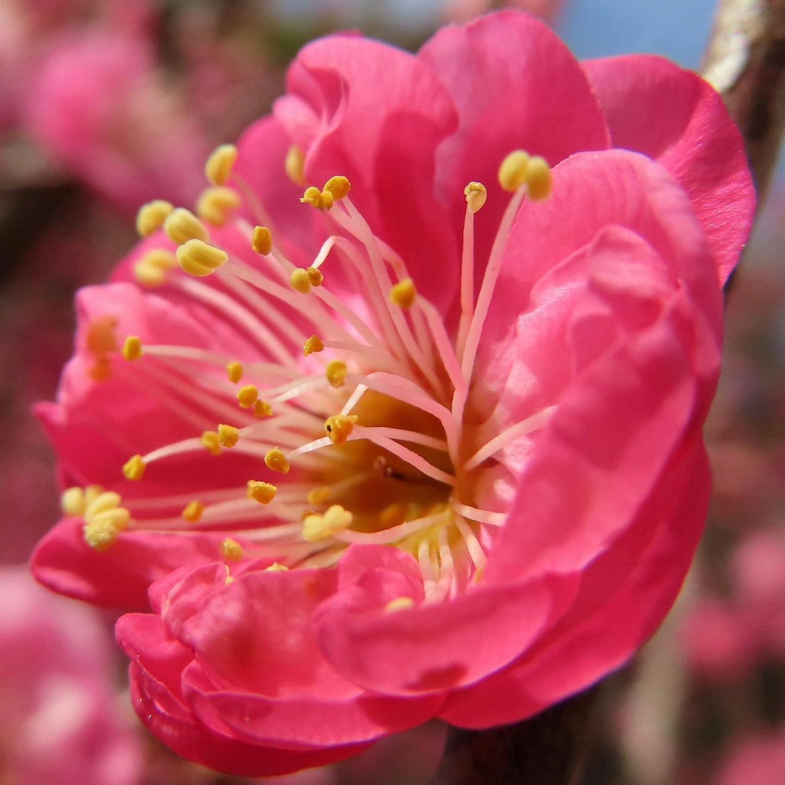 Close-up bunga plum pink cerah dengan benang sari kuning