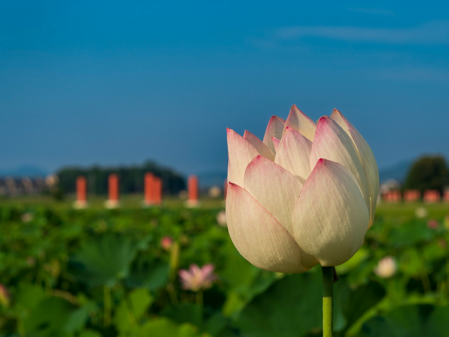 在蓝天之下盛开的美丽白色莲花