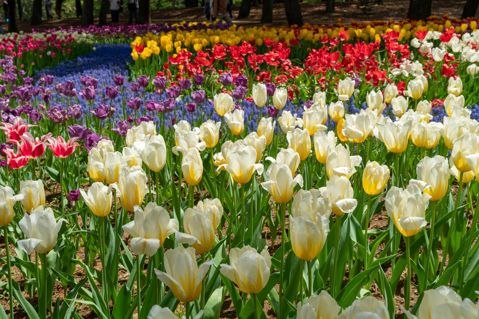 色彩繽紛的鬱金香花園，盛開著白色、紅色、黃色和紫色的花