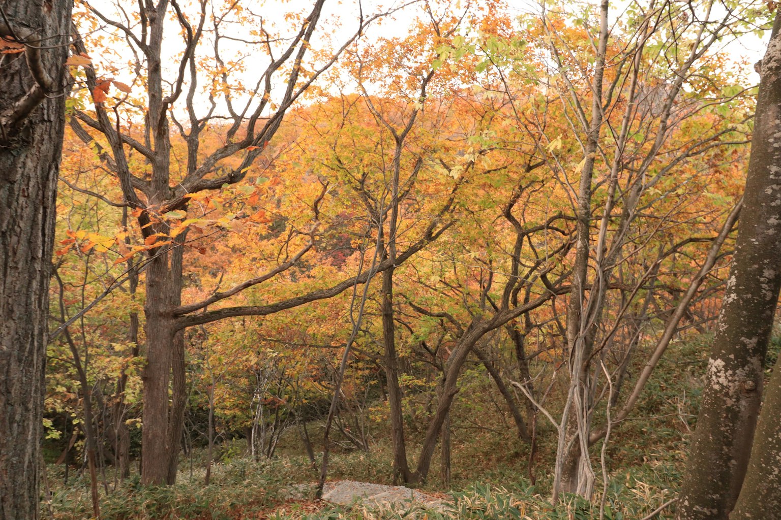Forest landscape with trees displaying colorful autumn leaves