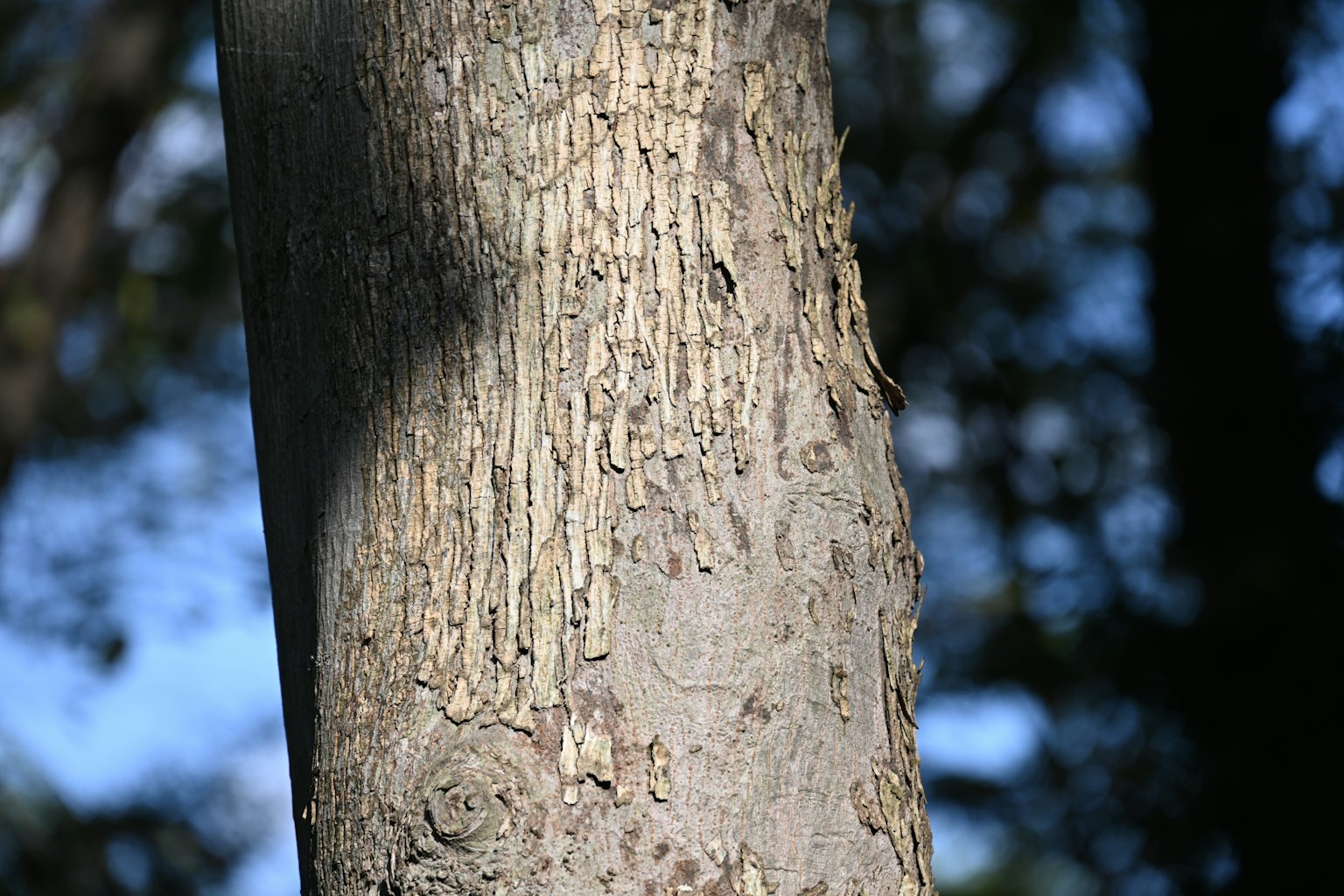 Acercamiento a un tronco de árbol que muestra textura y patrones