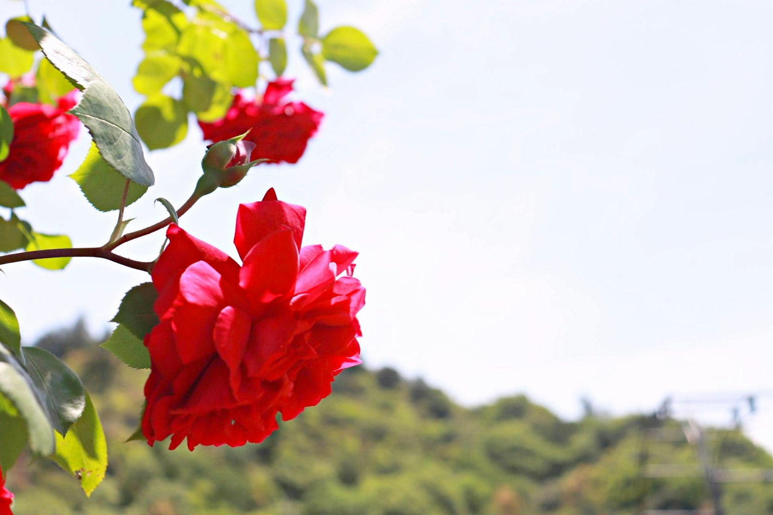 Fiori di rosa rossi vivaci con foglie verdi contro un cielo blu