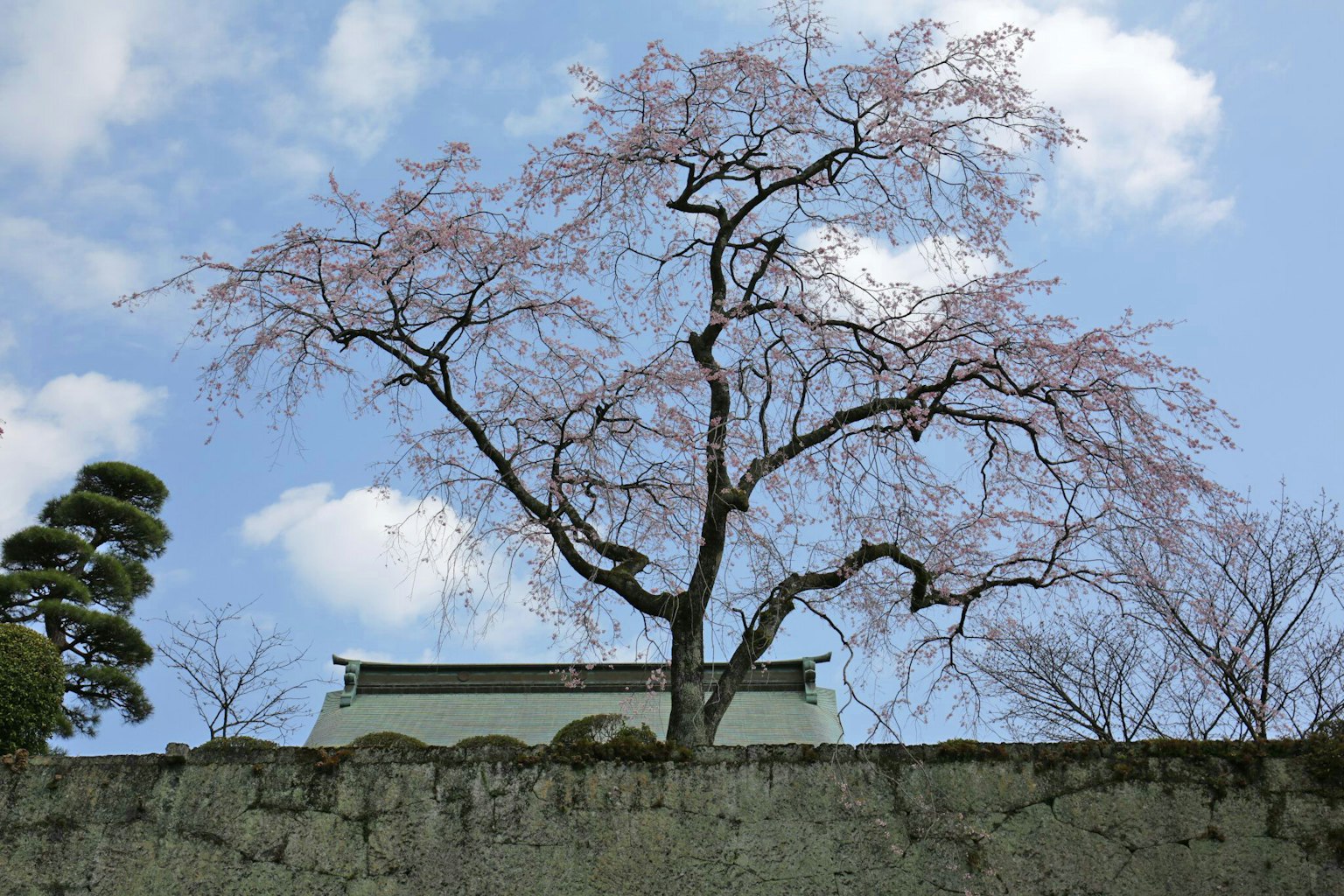 Albero di ciliegio contro un cielo blu con un vecchio muro di castello sullo sfondo