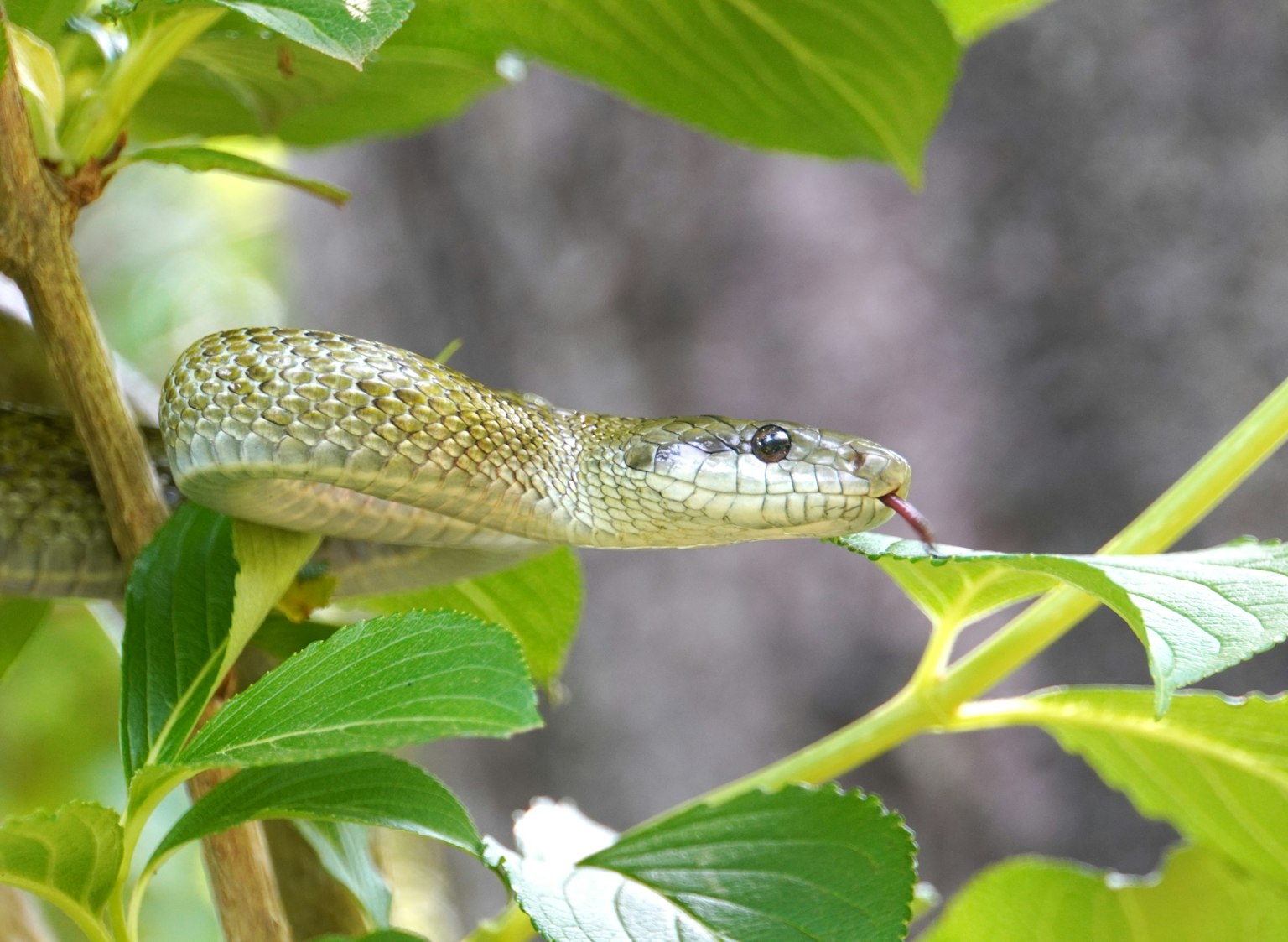 Close-up image of a snake among green leaves